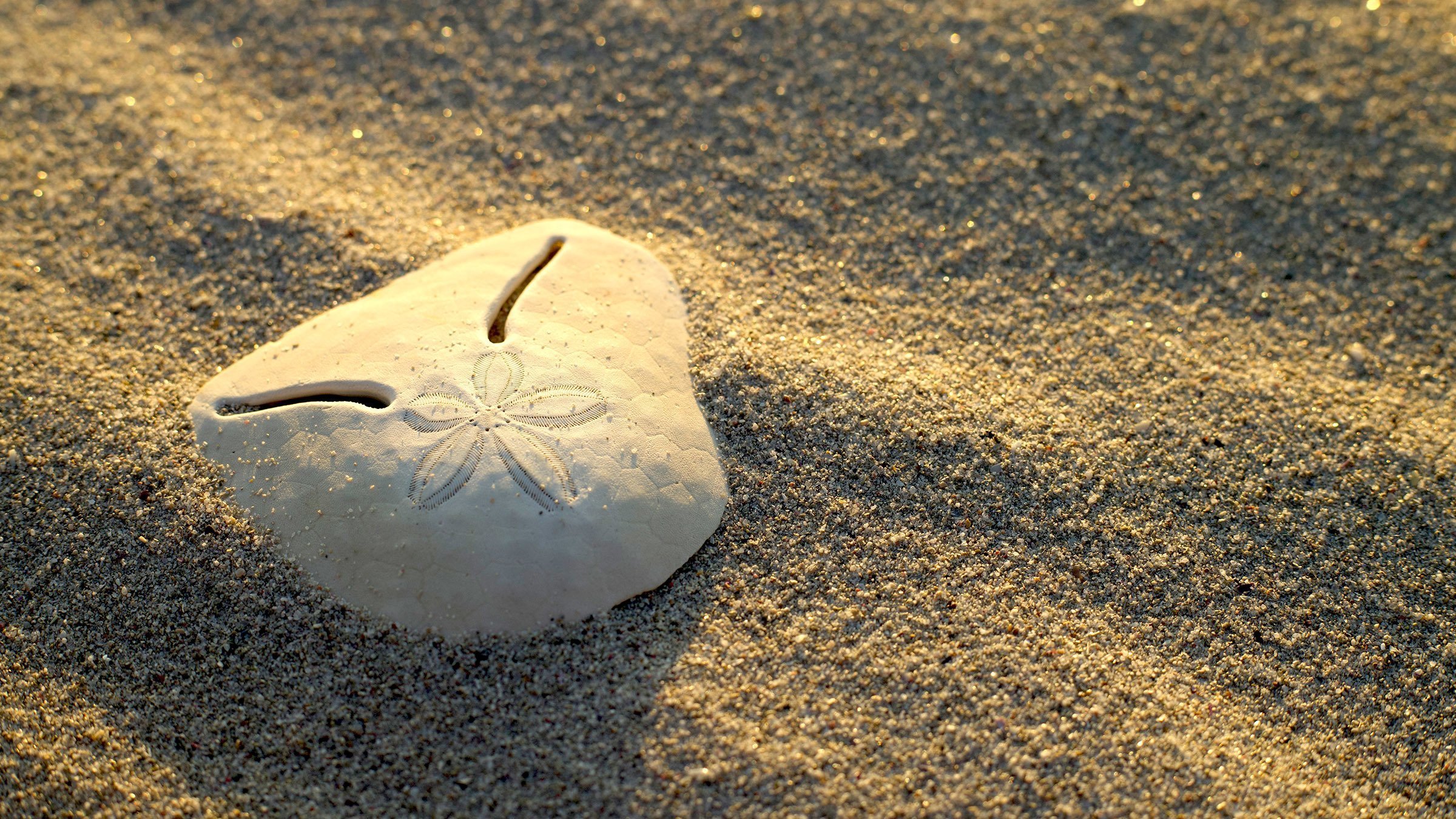 Shells: Shaped by Nature