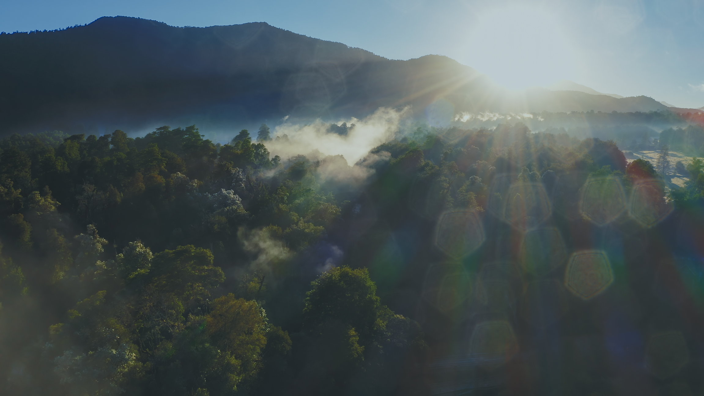 2. Forests