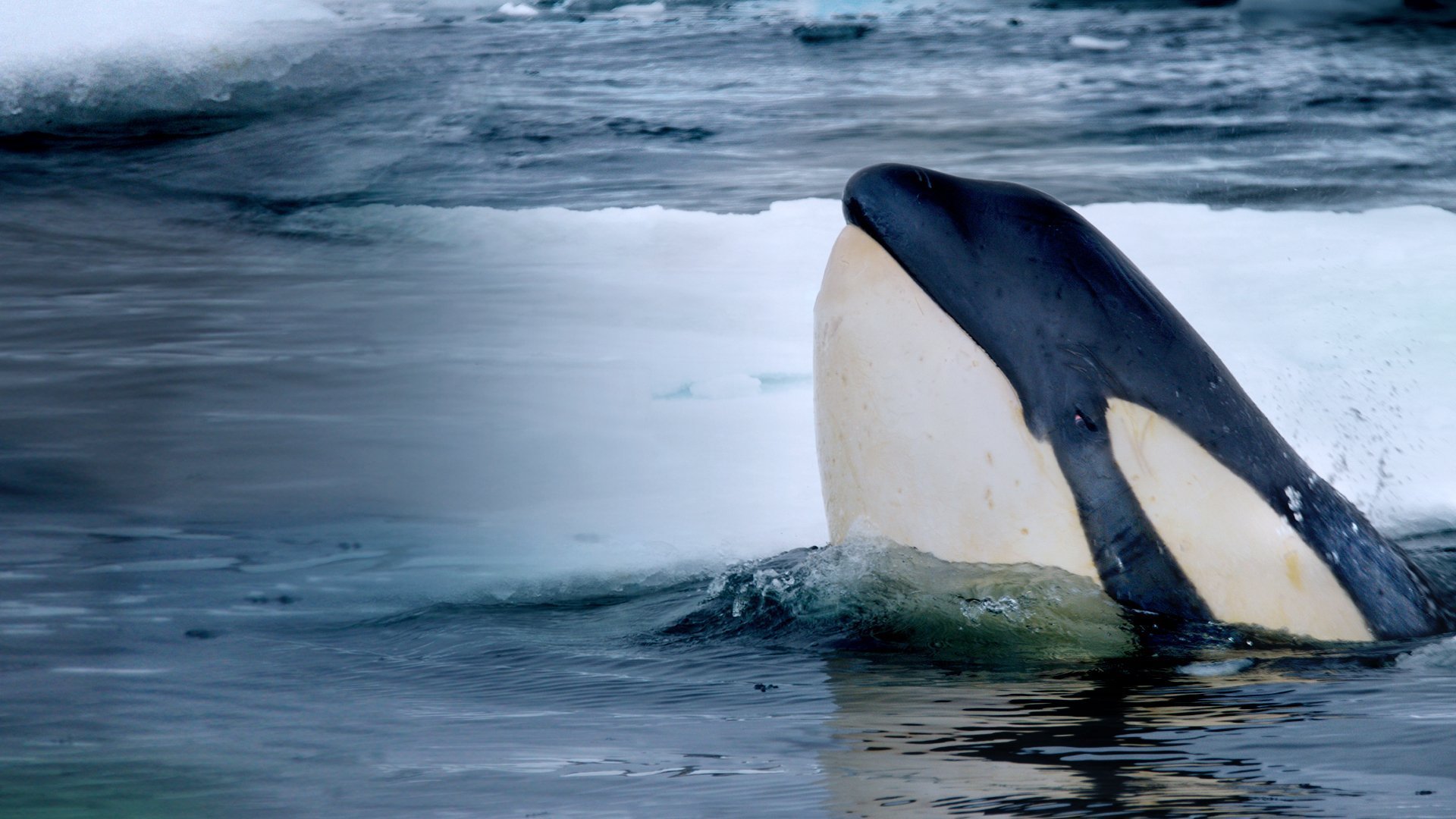 Vetenskapens värld: Valarnas våldsamma värld