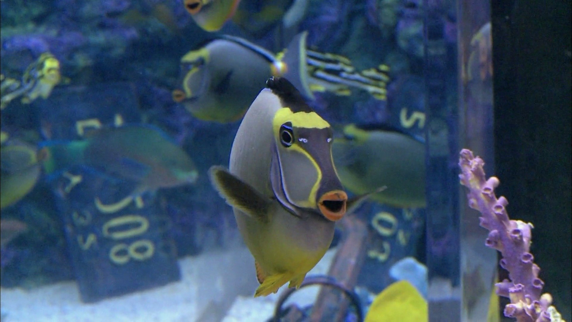 2. Swimming With The Sharks