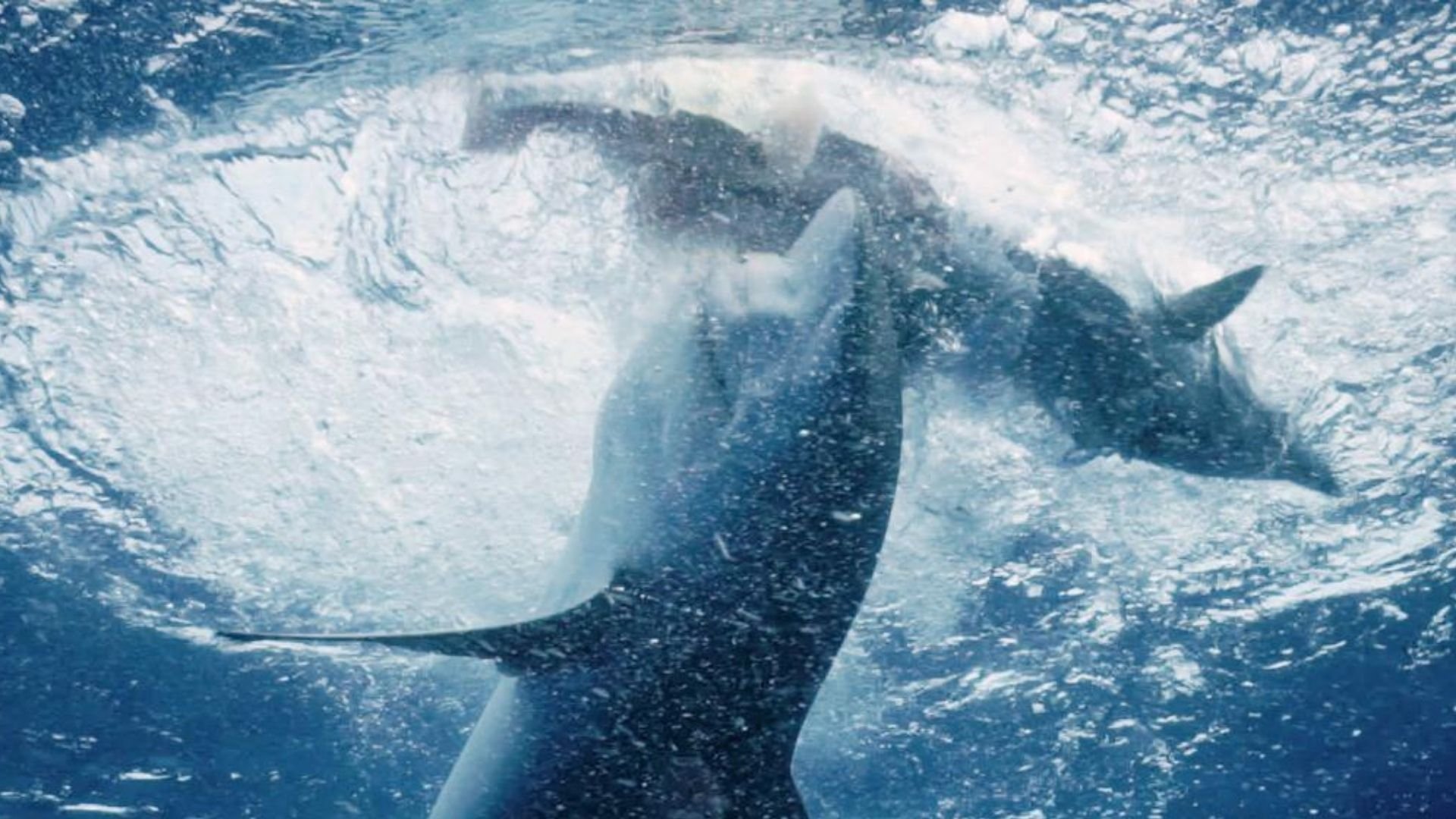 Game of Sharks