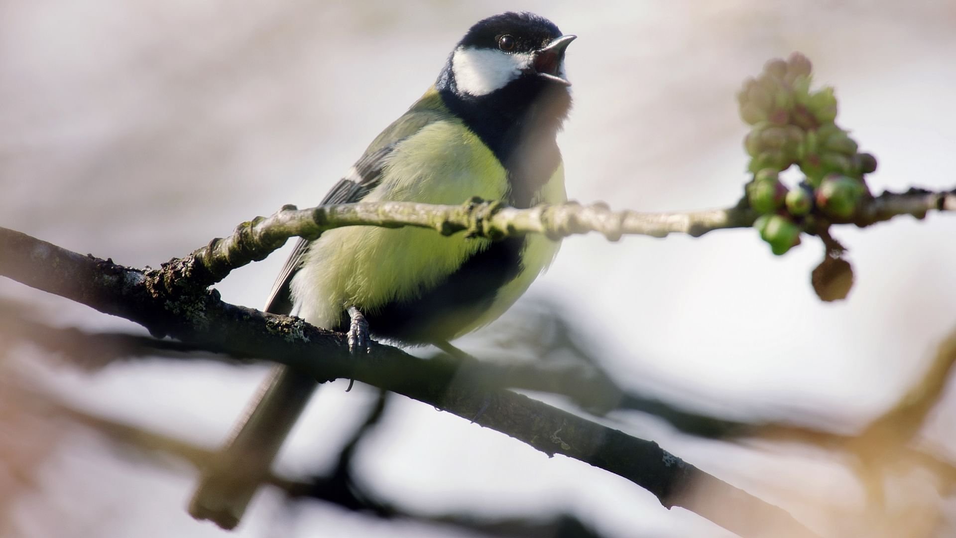 Småfåglarnas hemliga värld