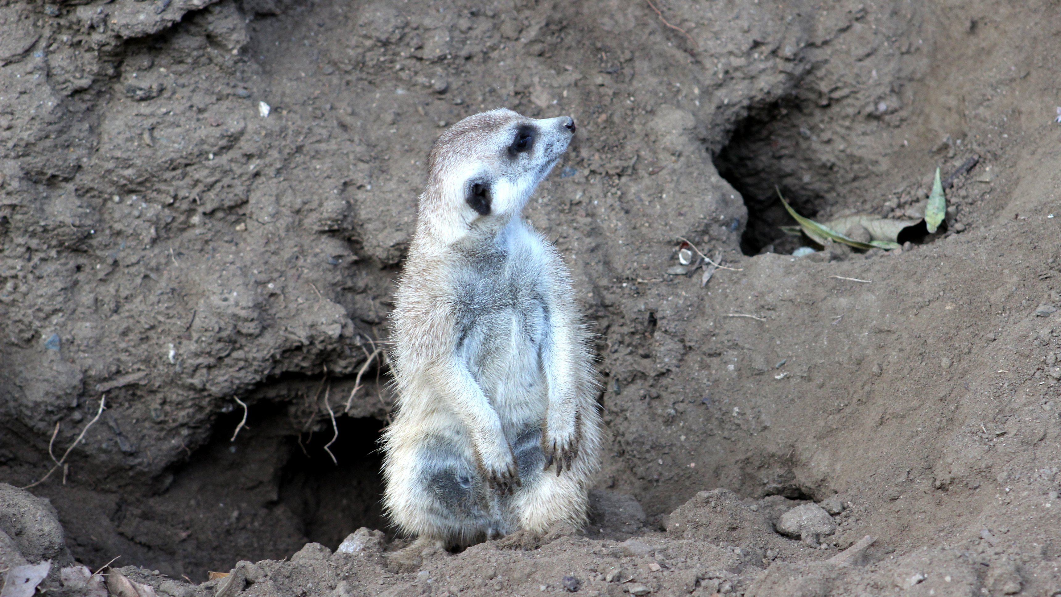 8. Dining With Meerkats