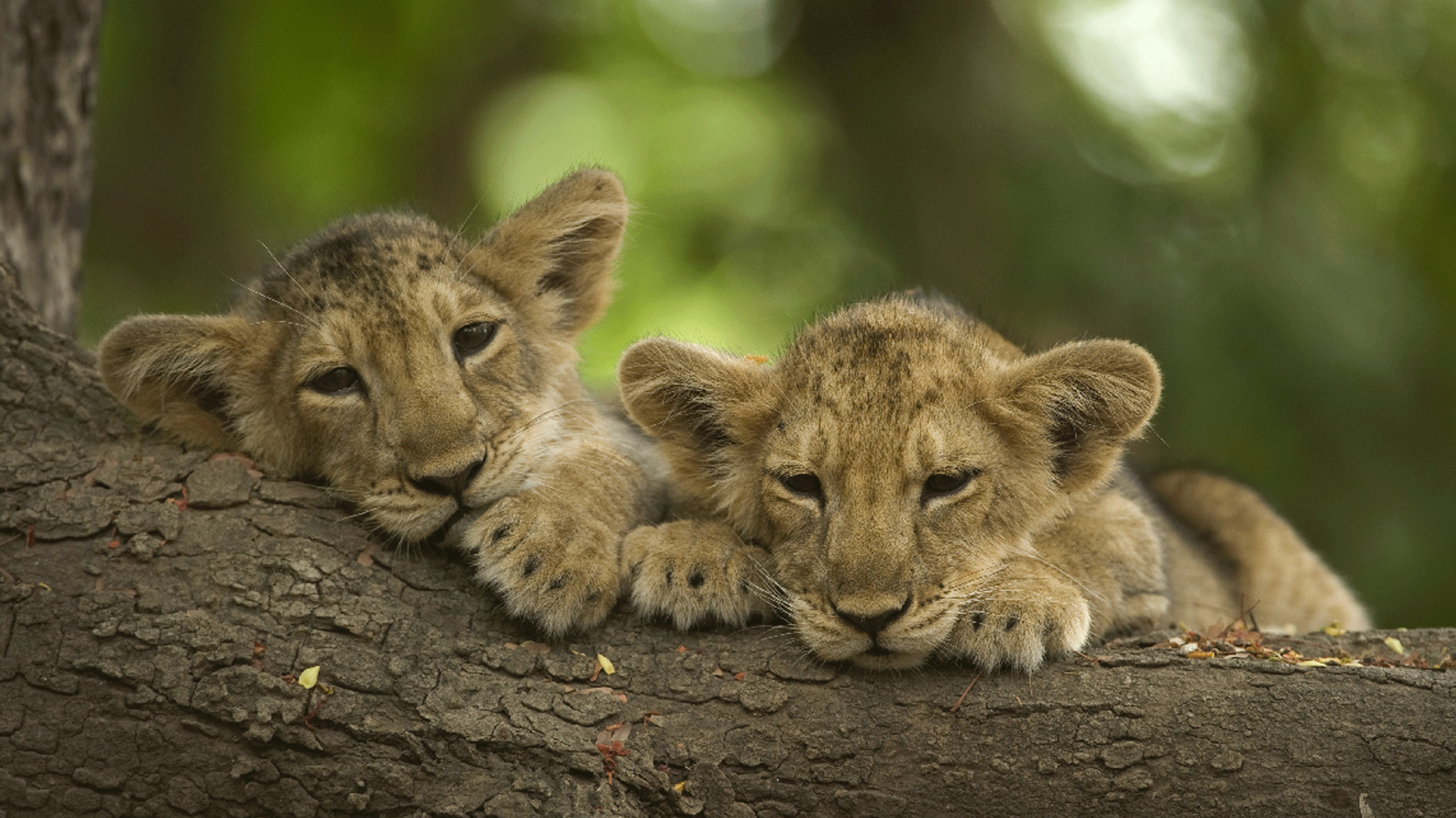 3. Desert Lions