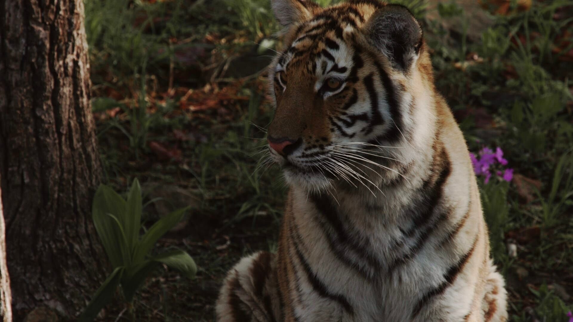 Amurtigern