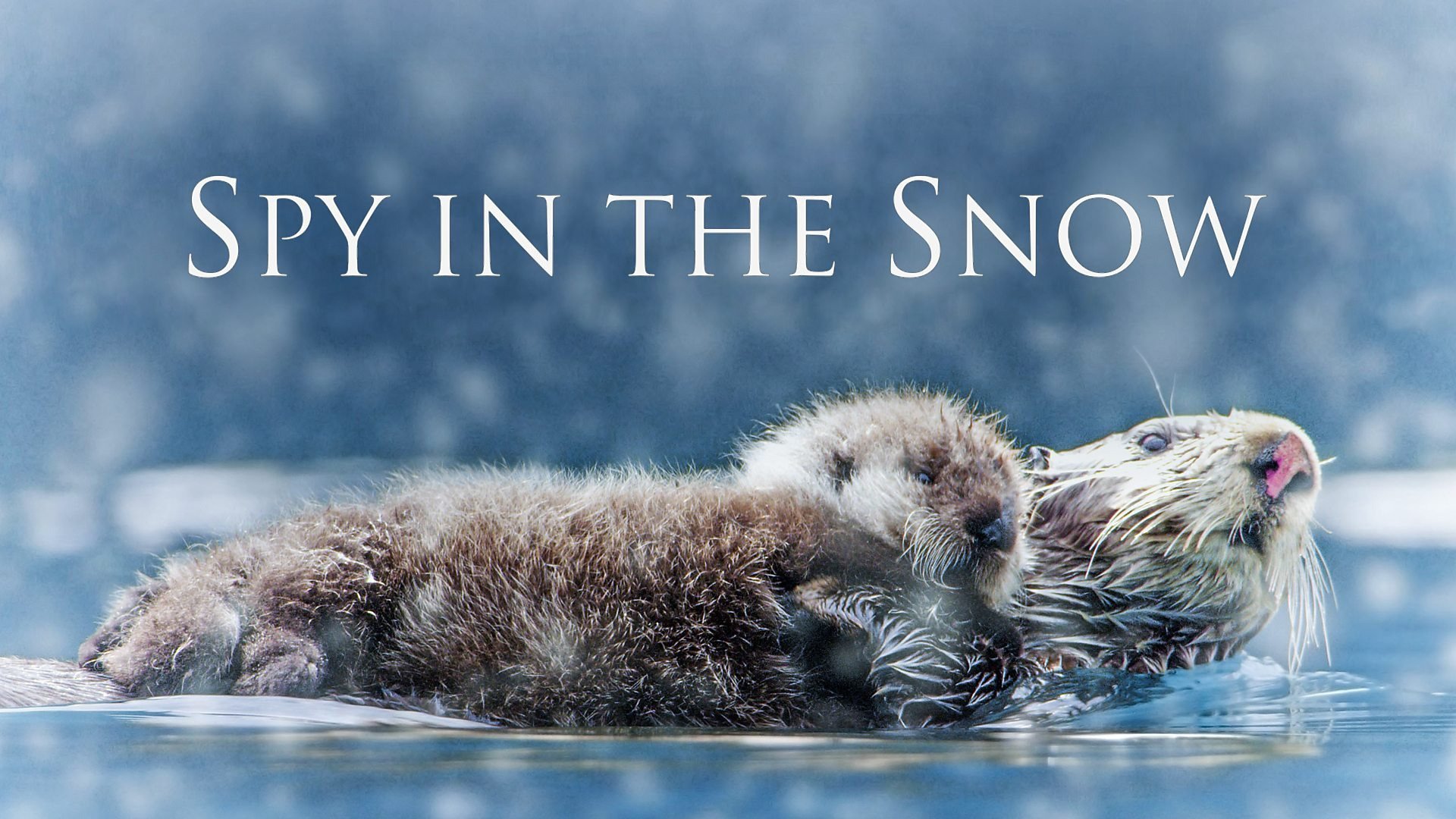 Den vida naturen: Snölekar i dold kamera