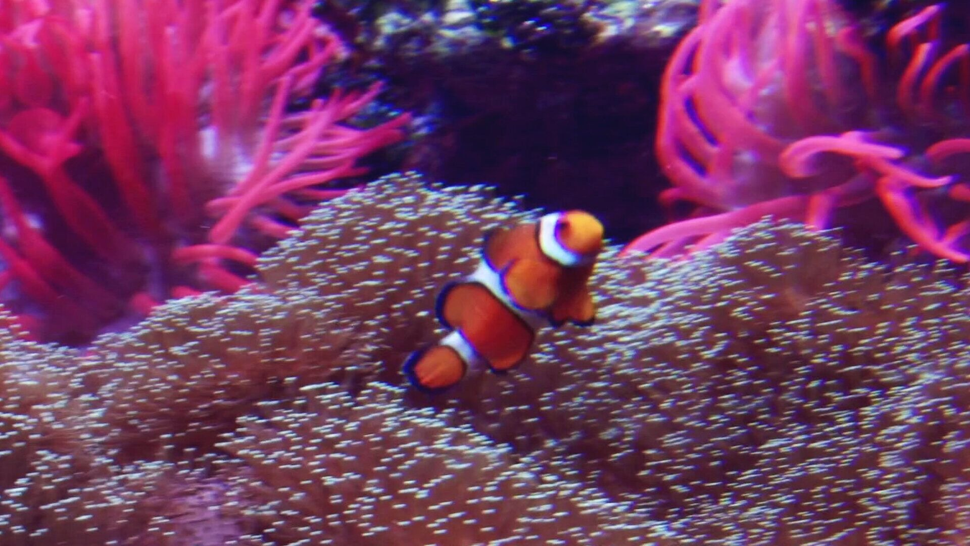 11. Hitta Nemo-fiskar