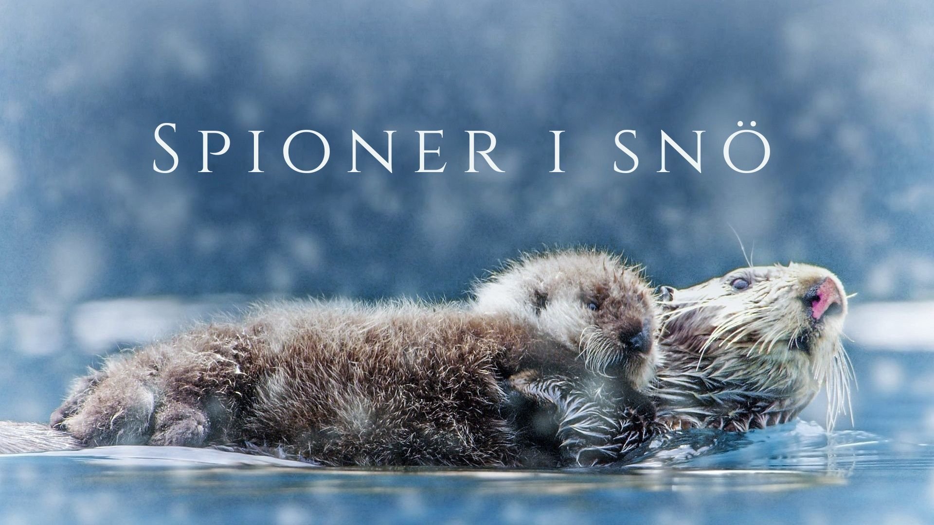 Den vida naturen: Snölekar i dold kamera