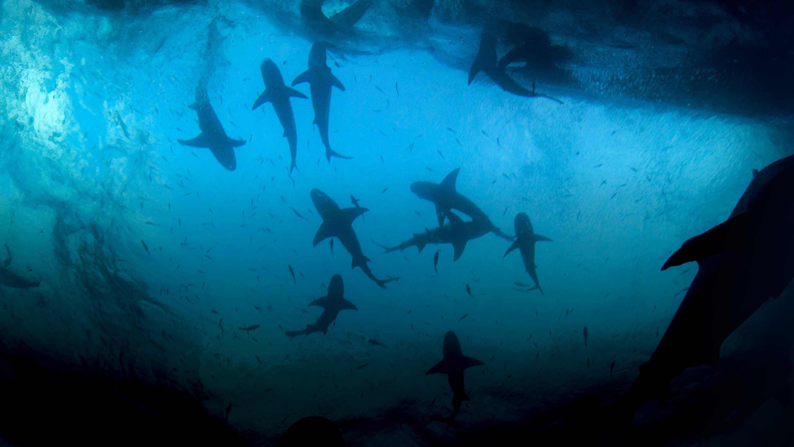 Tiger Shark Beach