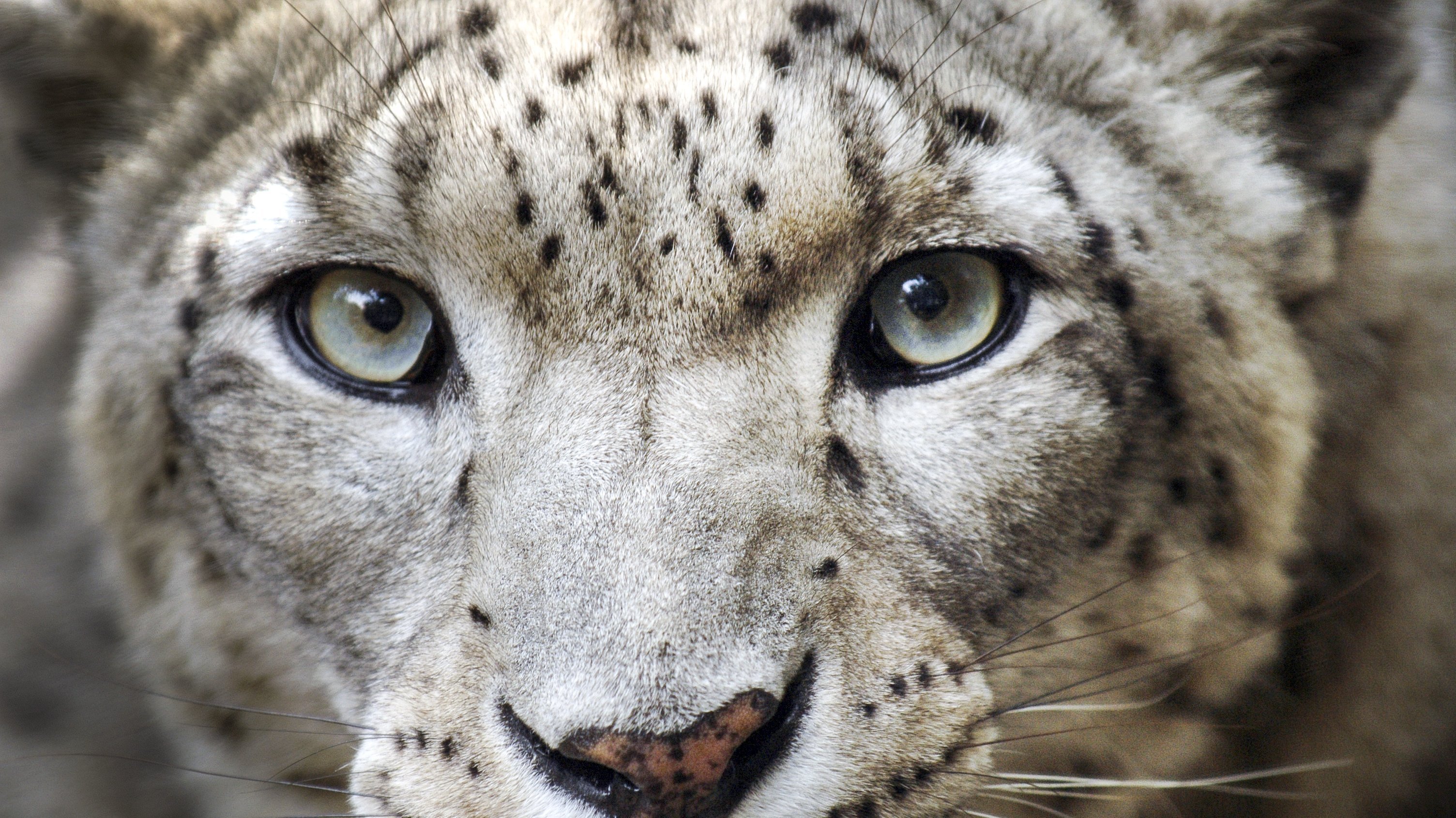 Afghanistans snöleoparder