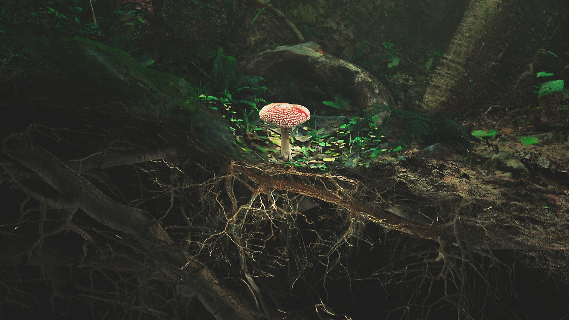 Träd kan rädda klimatet