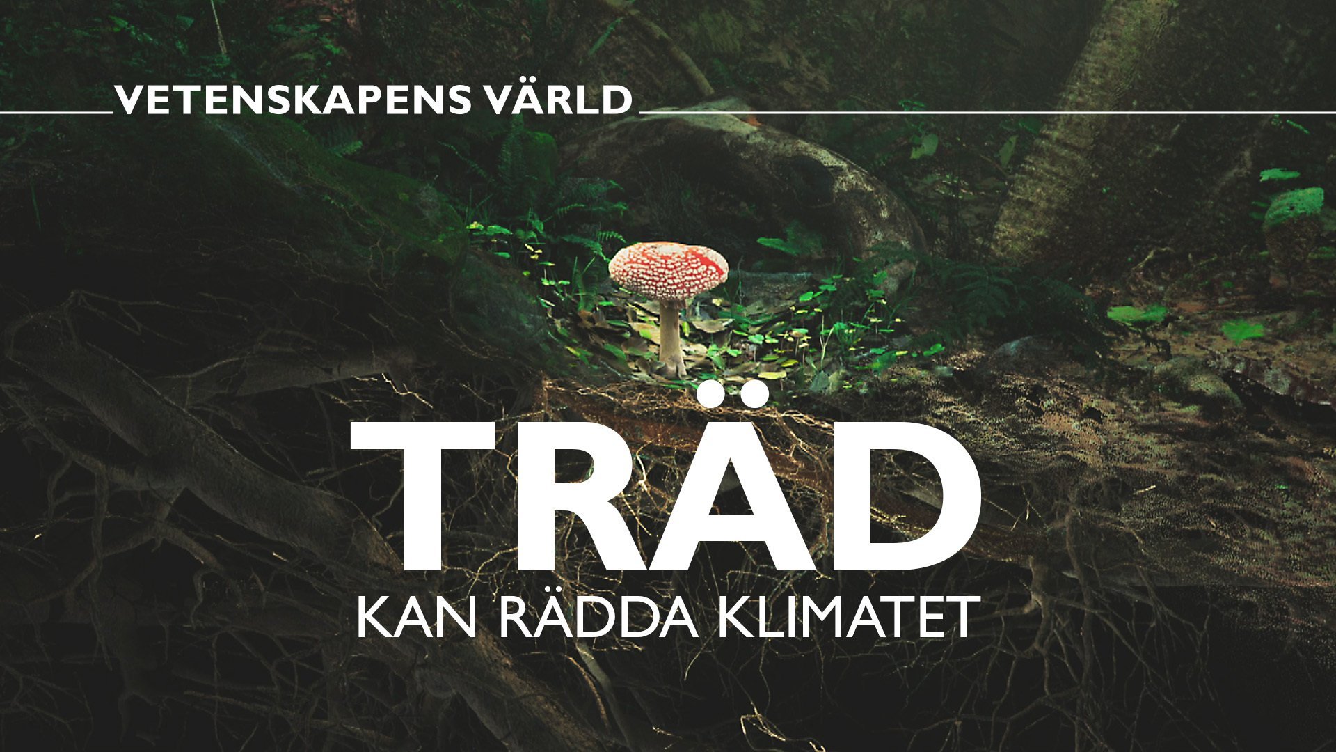 Träd kan rädda klimatet
