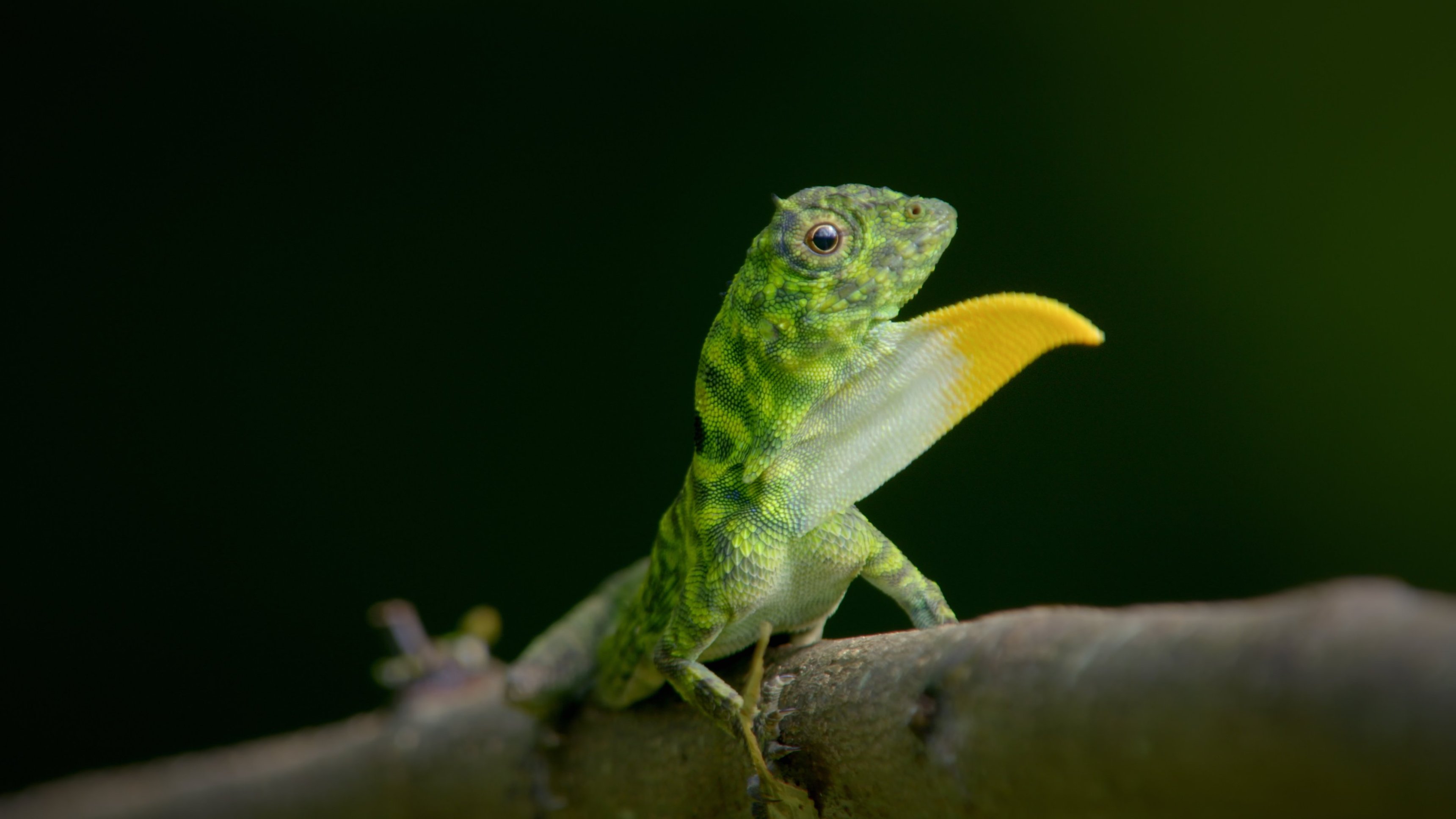 Den konstiga planeten