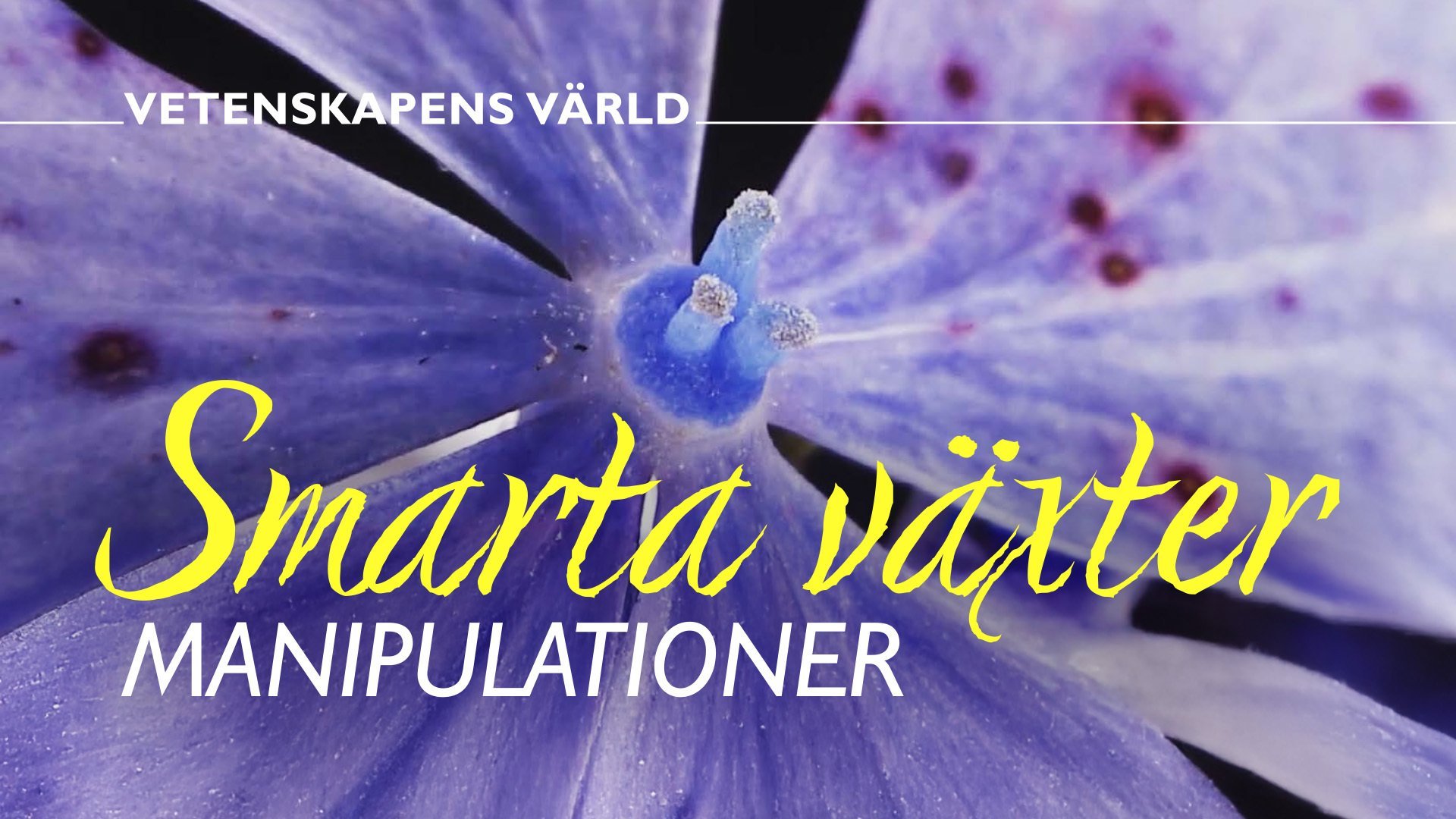 2. Manipulationer