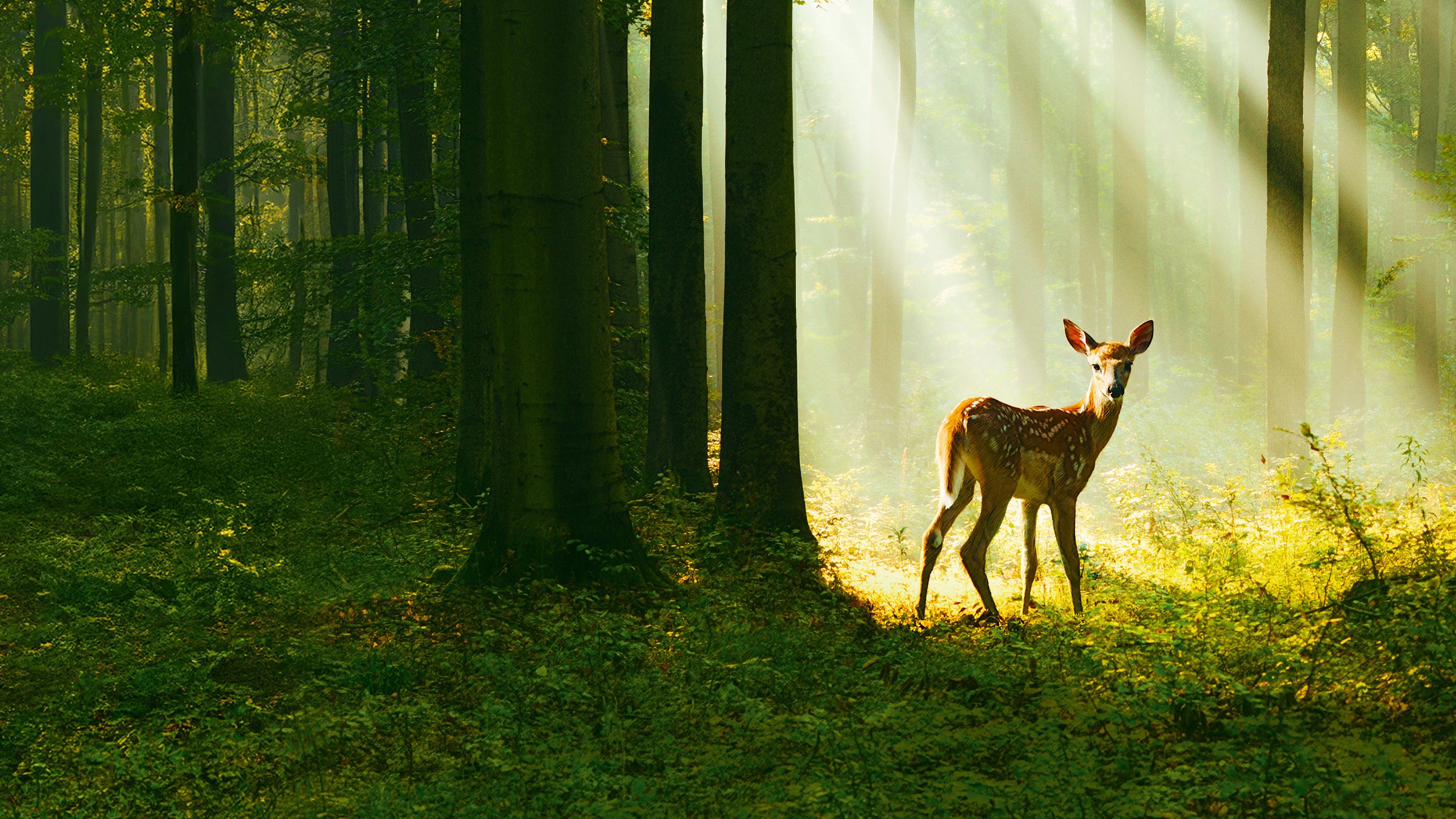 Bambi - En Saga om Livet i Skogen