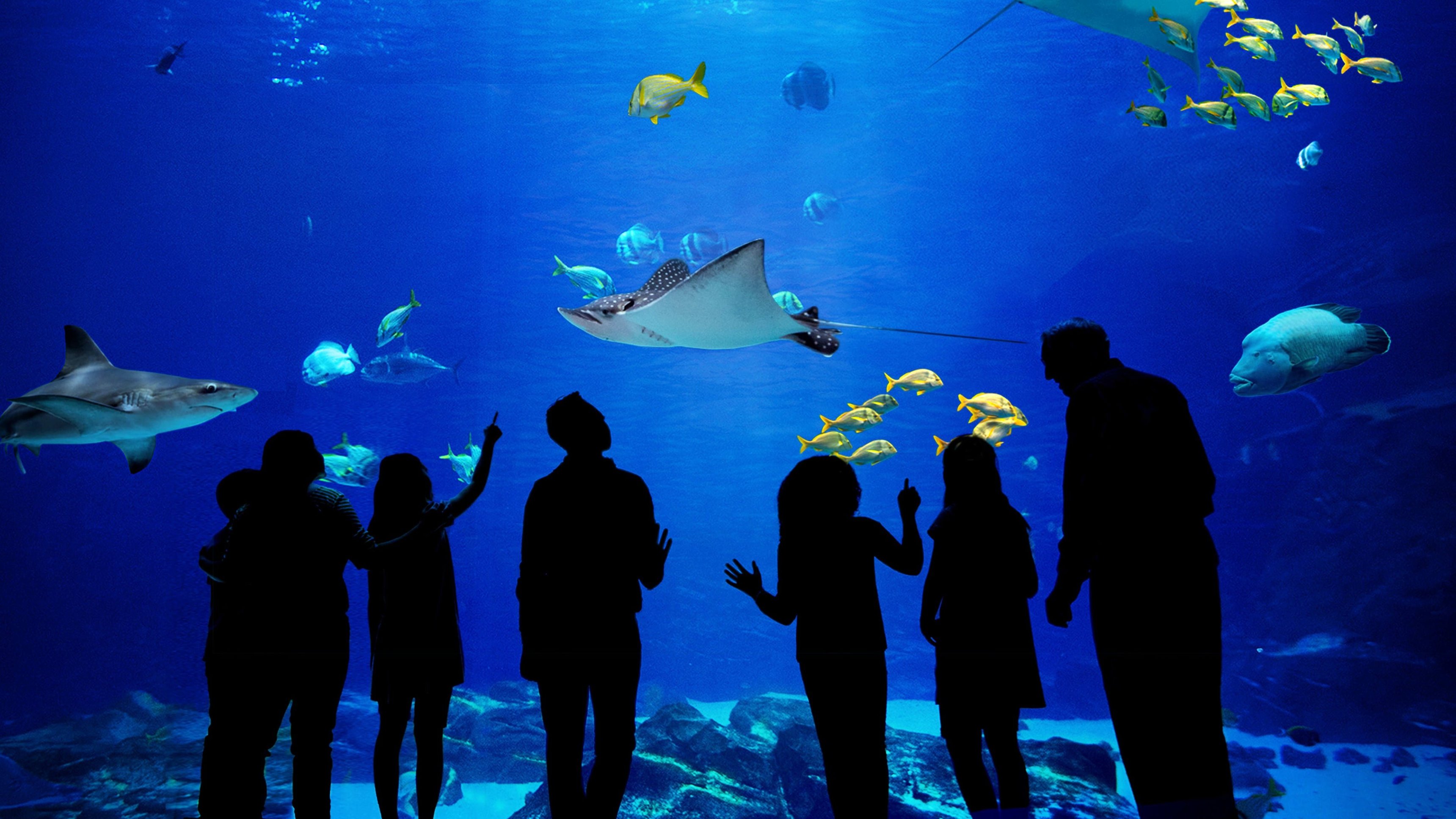 The Aquarium