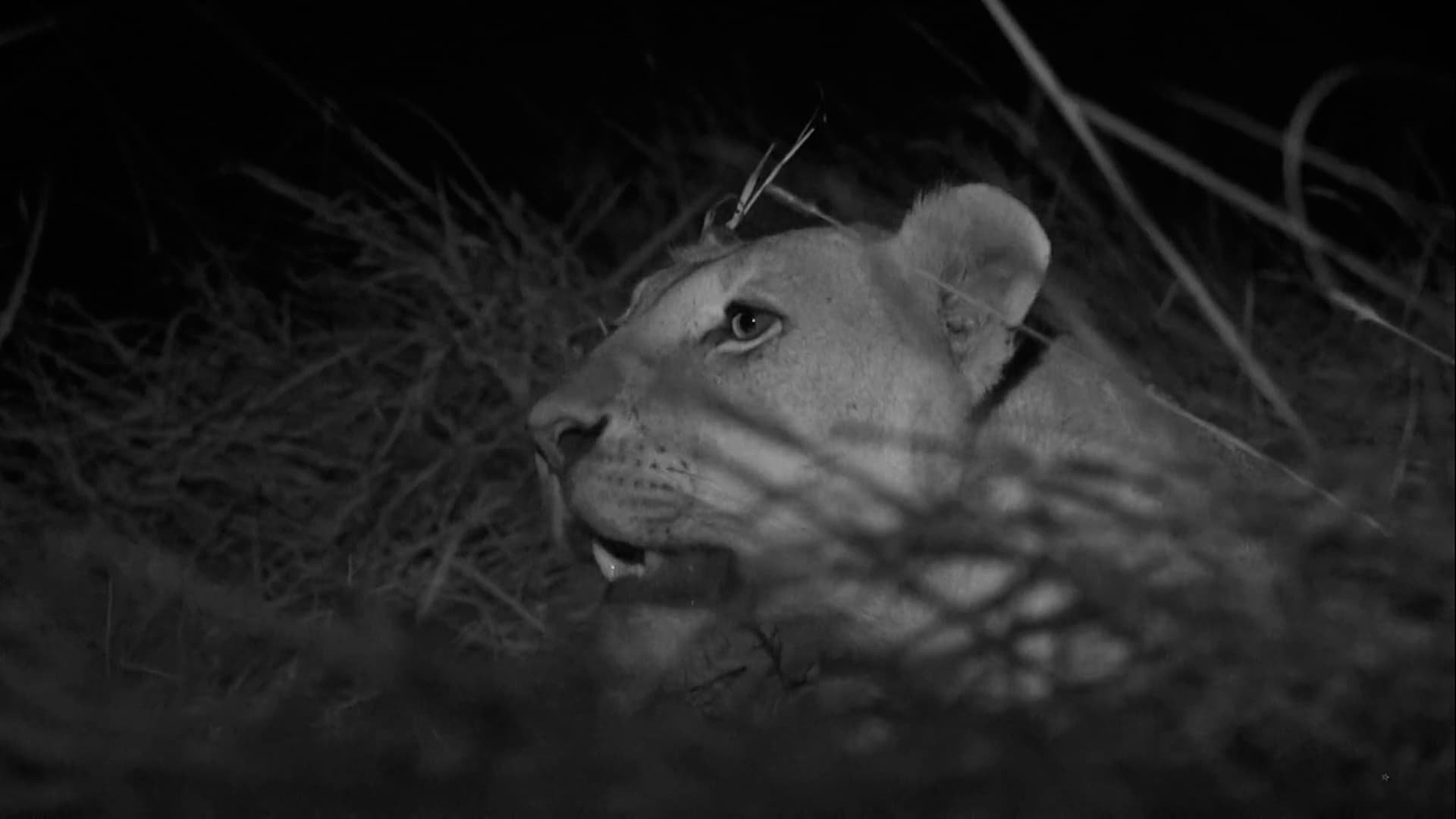 1. A Leopard's Tale