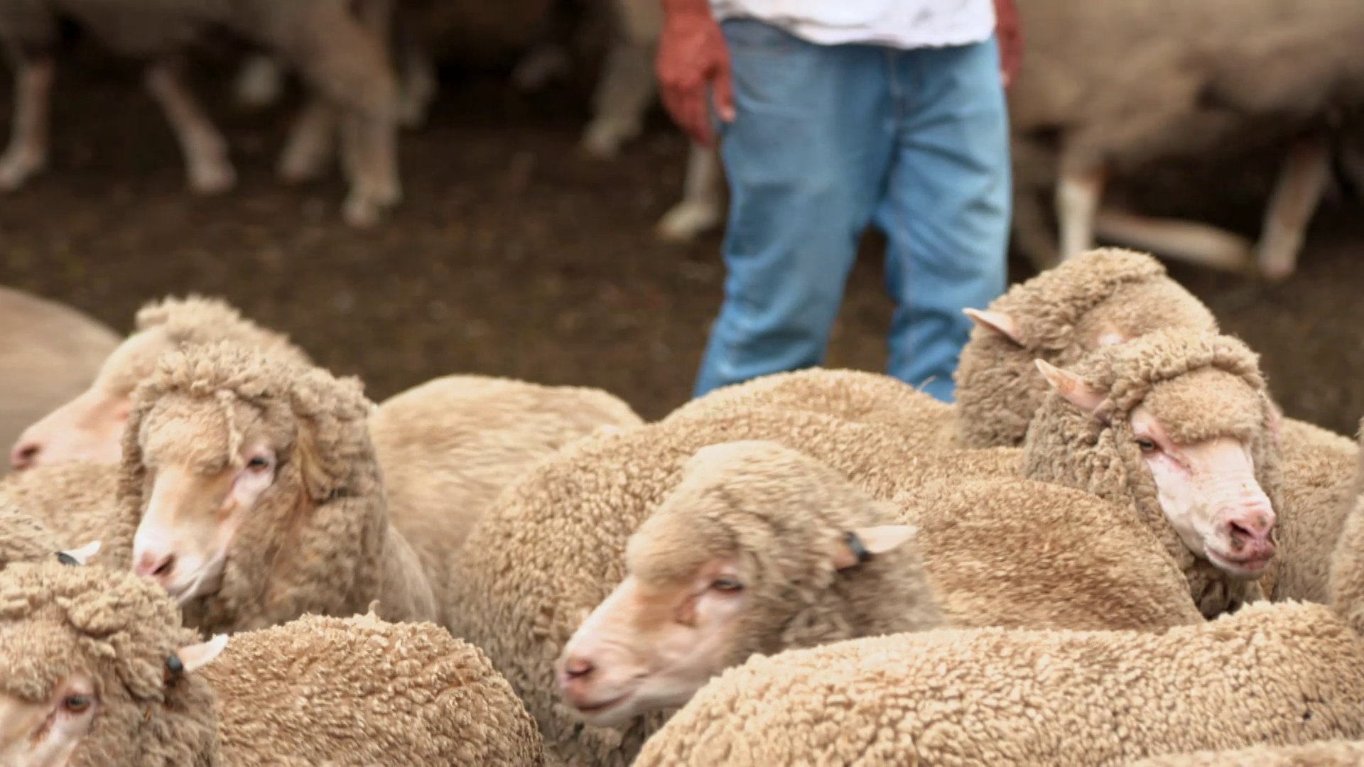 23. Sheep-Wrangling Dogs And Turtle Tears