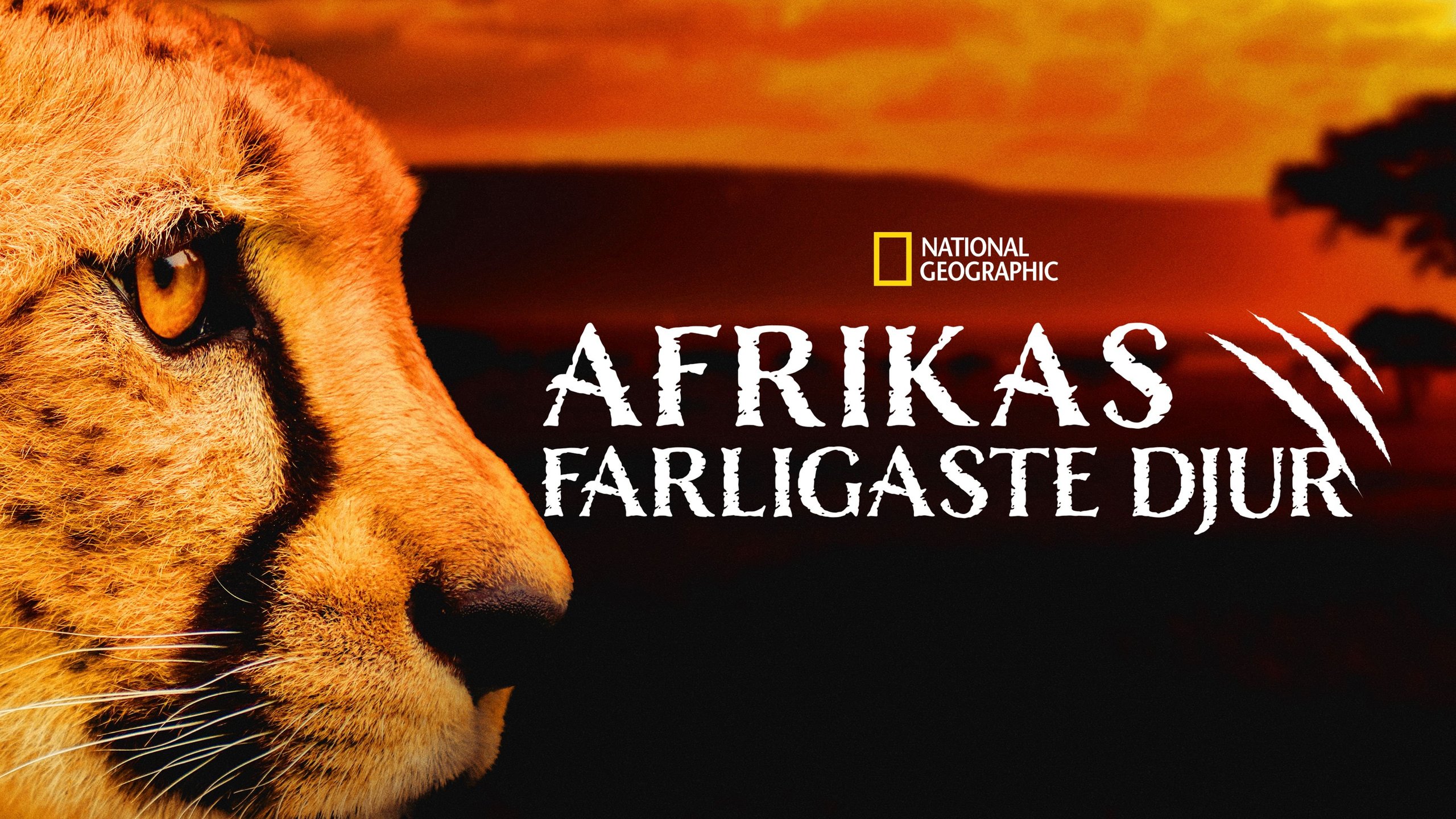 Afrikas farligaste djur