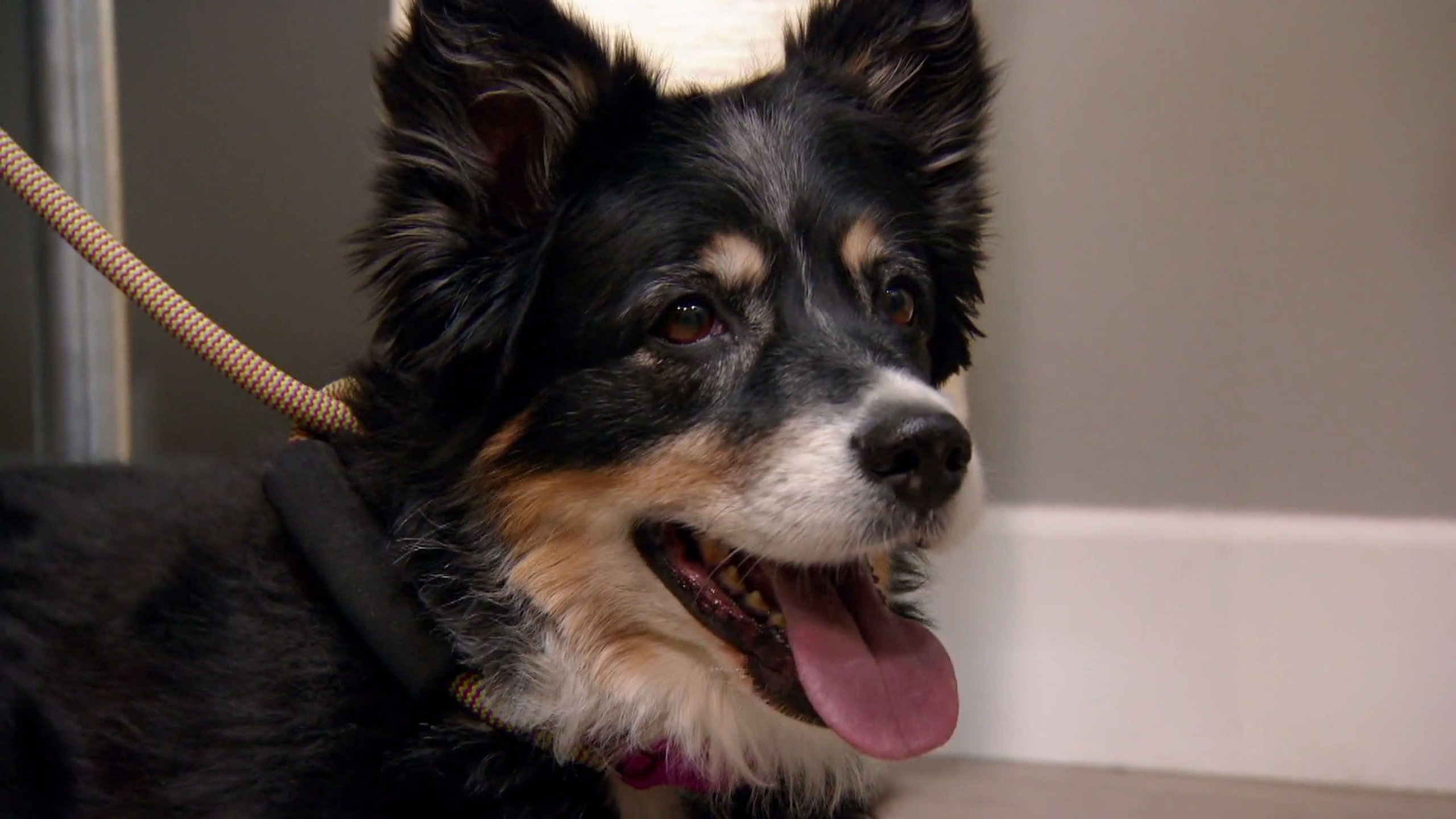 7. Lily's Puppy Mill Rescue