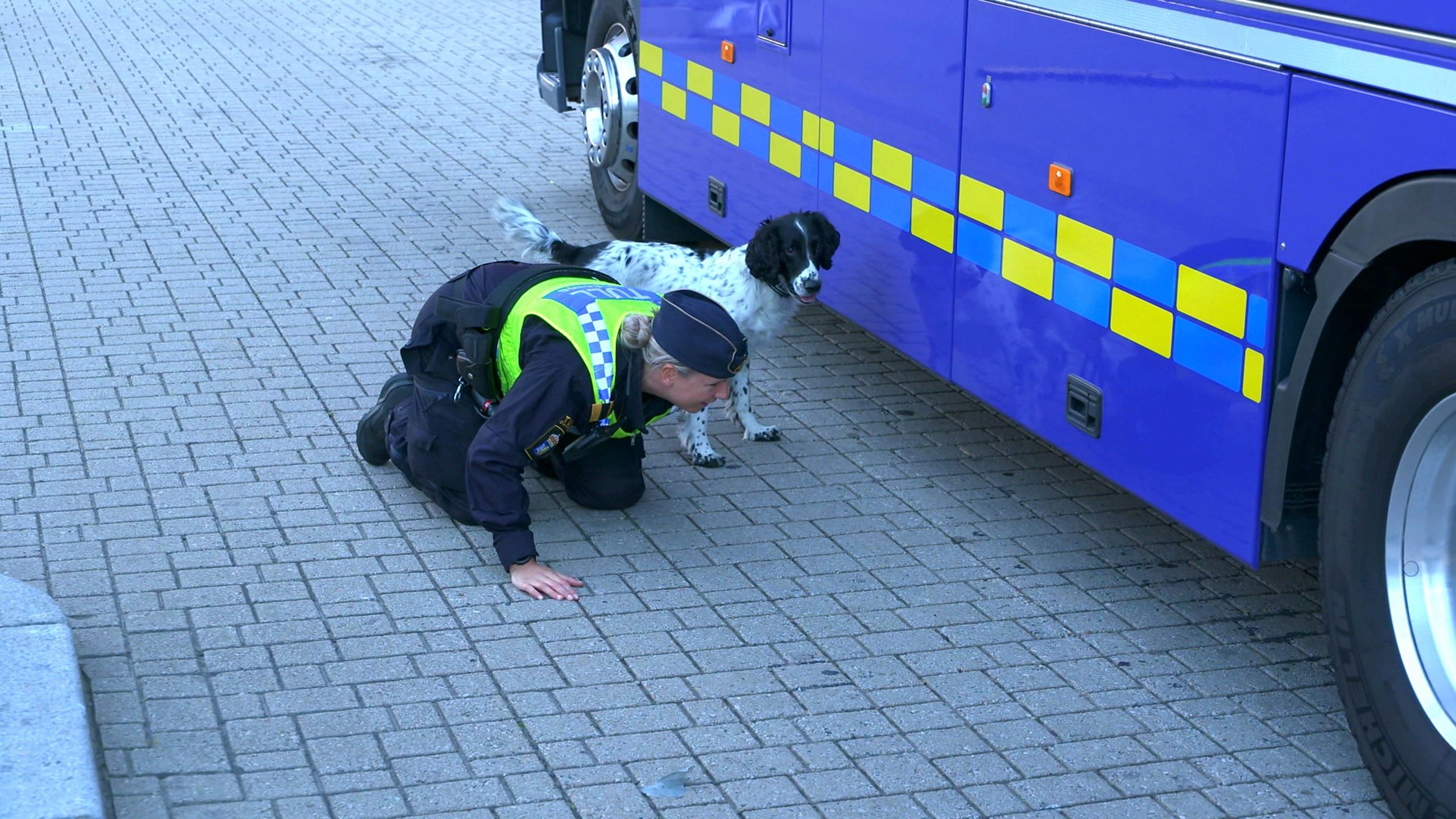 9. Sökhunden Paddy får upp ett spår