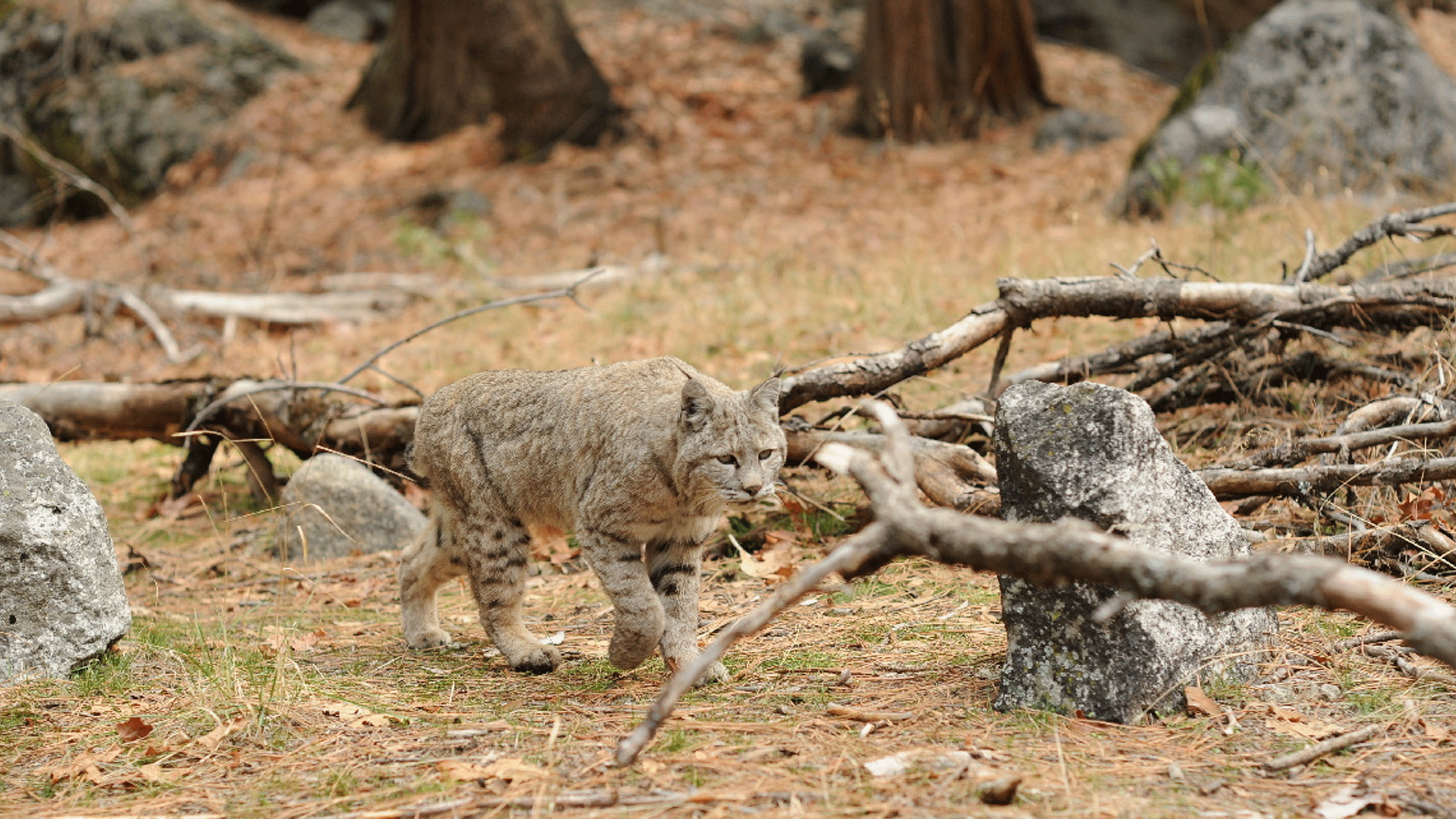 2. Yosemite