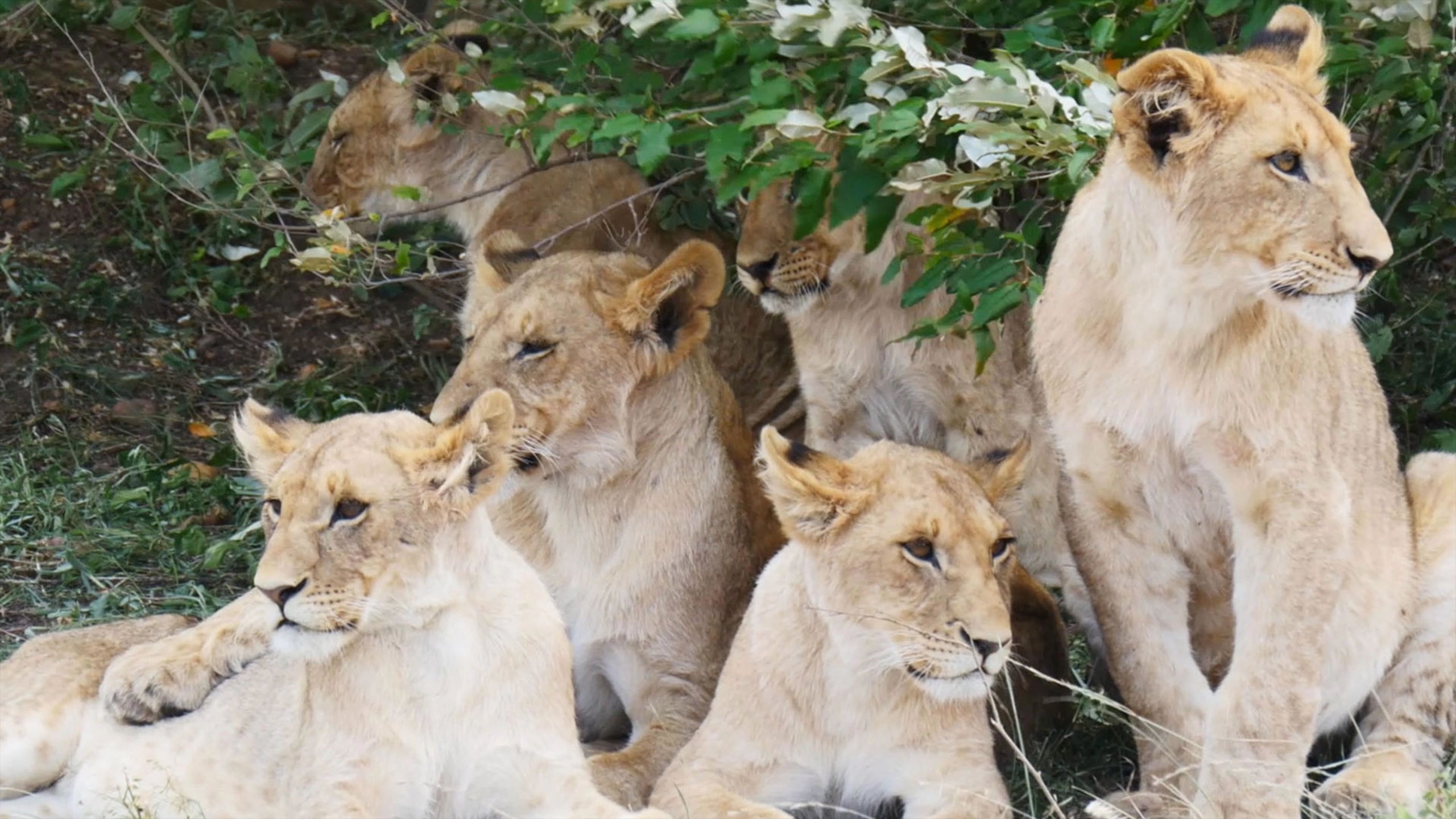Our Nature: Call of the Wild
