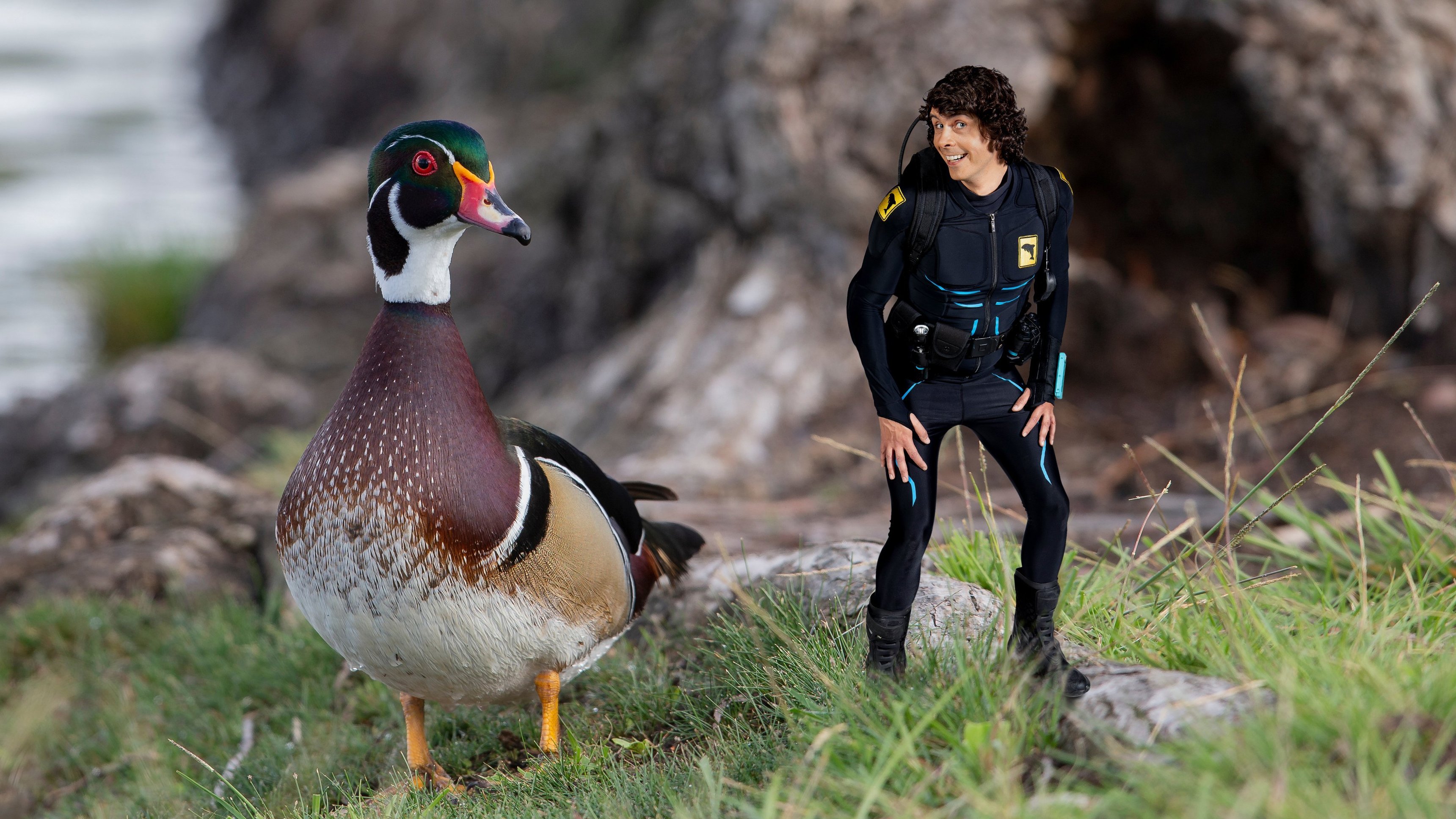 4. Andy och brudänderna