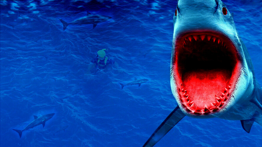 Malibu Shark Attack