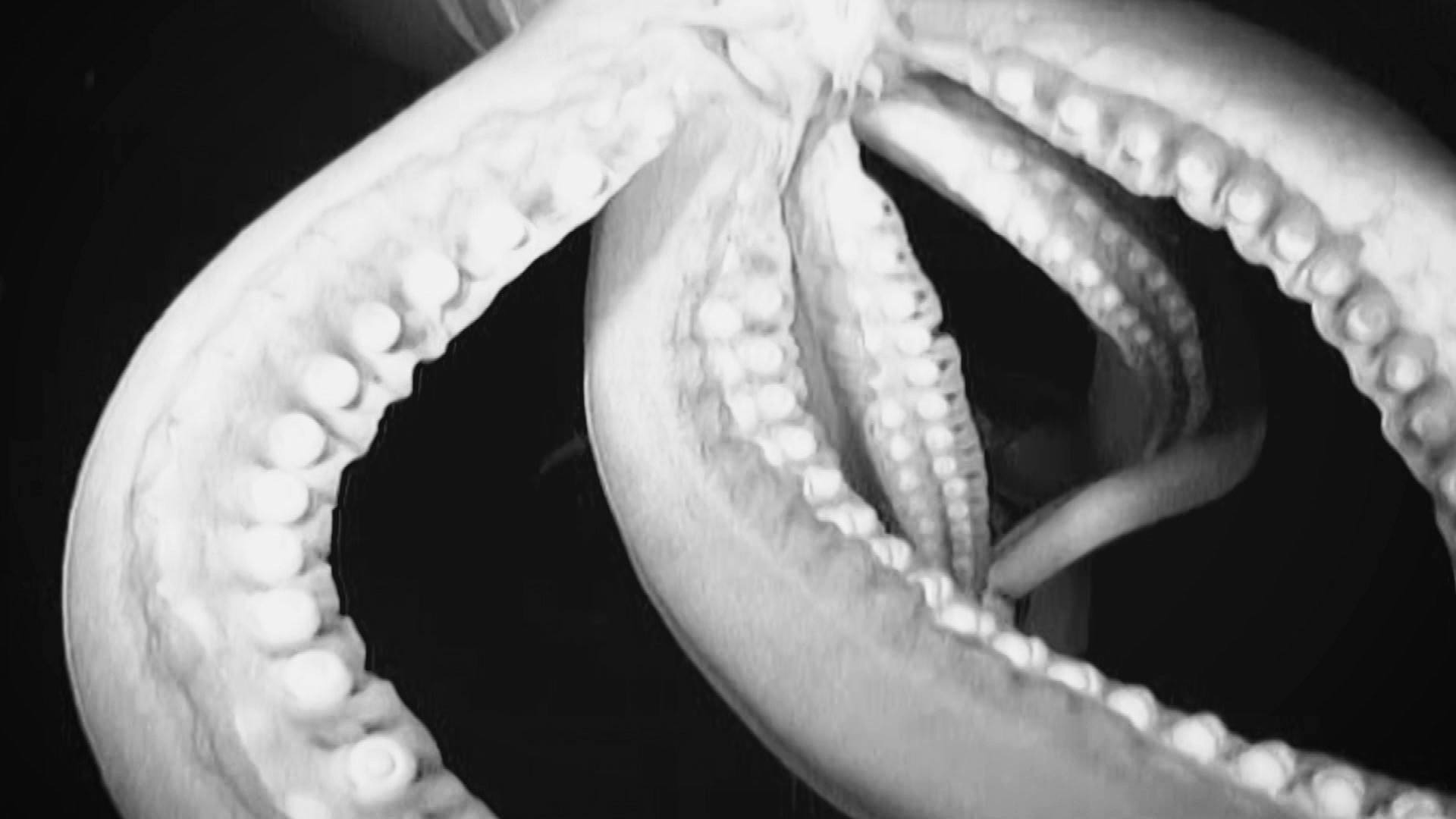 3. Curse Of The Kraken