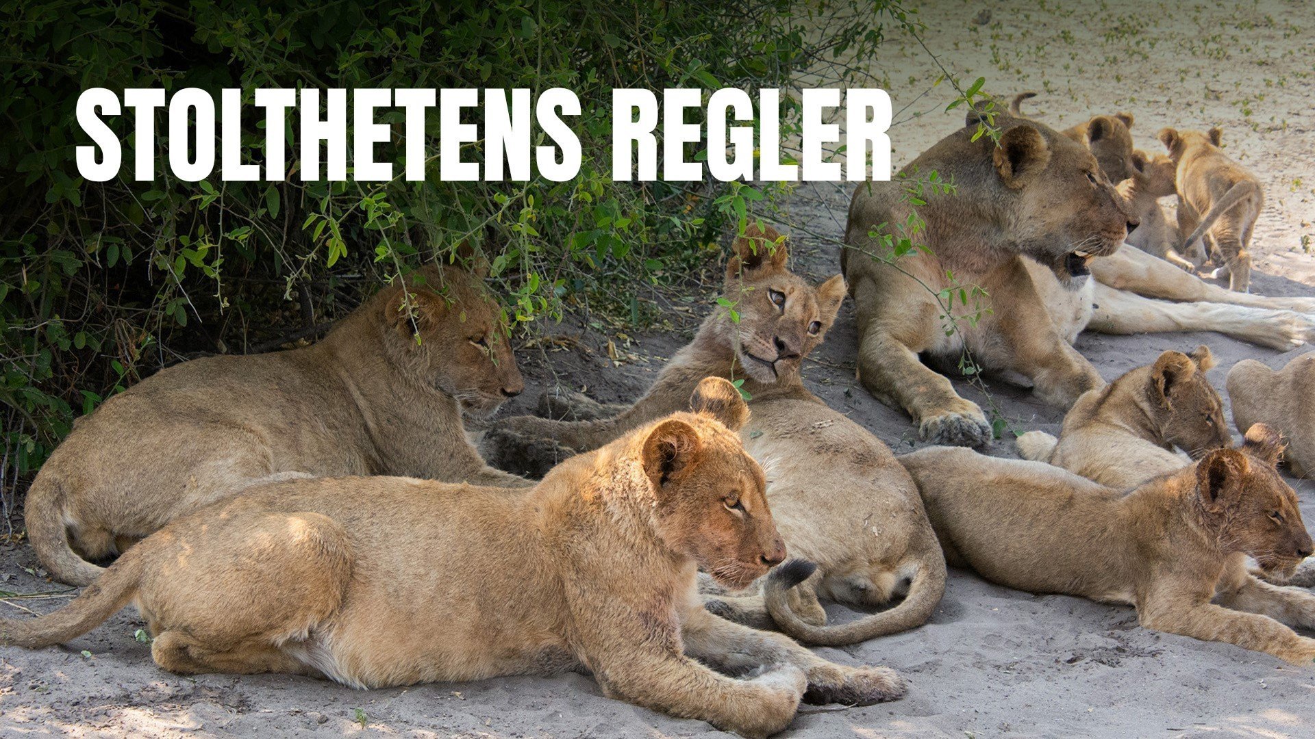 Stolthetens regler