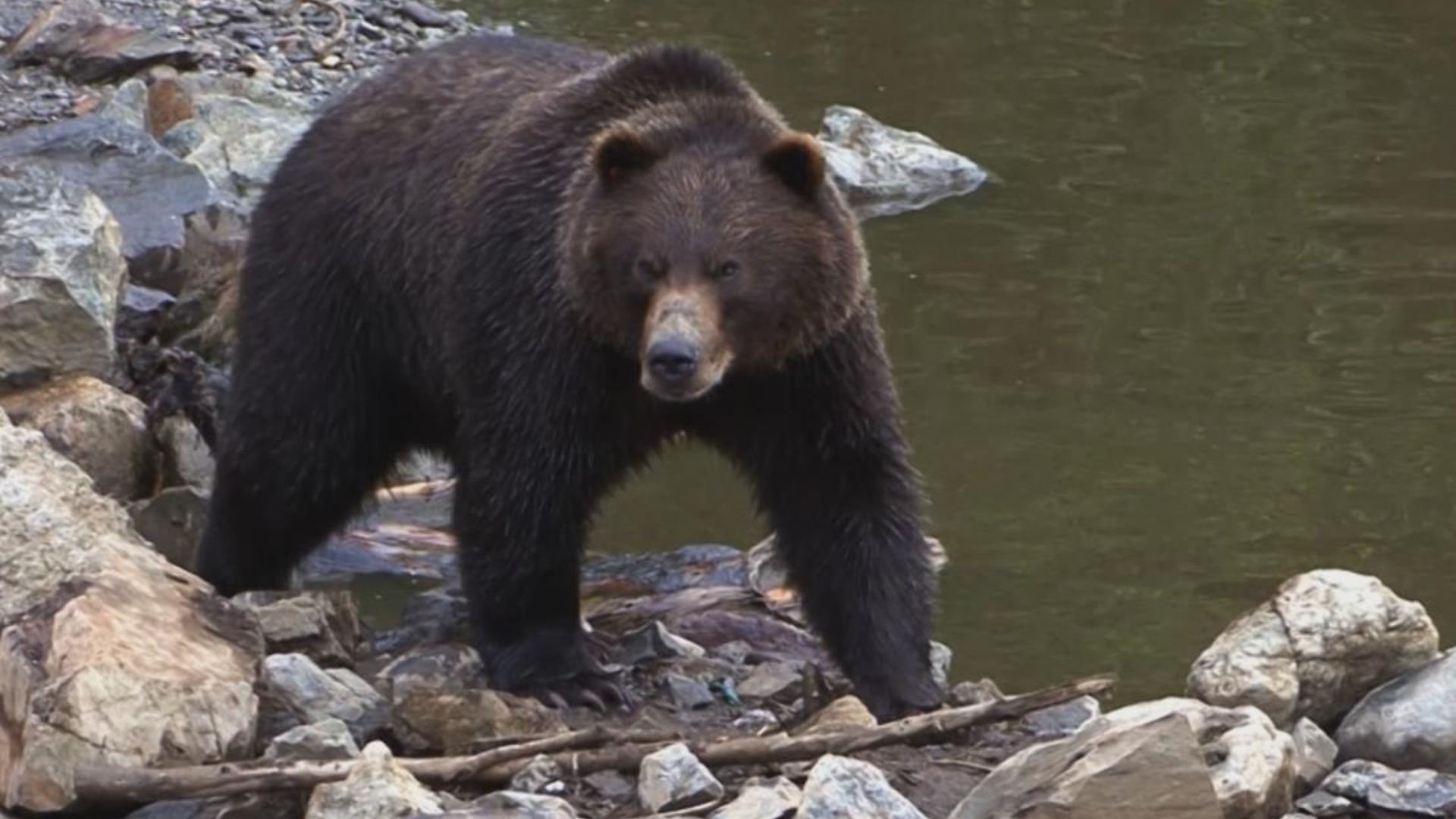 2. Grizzlybjörnar