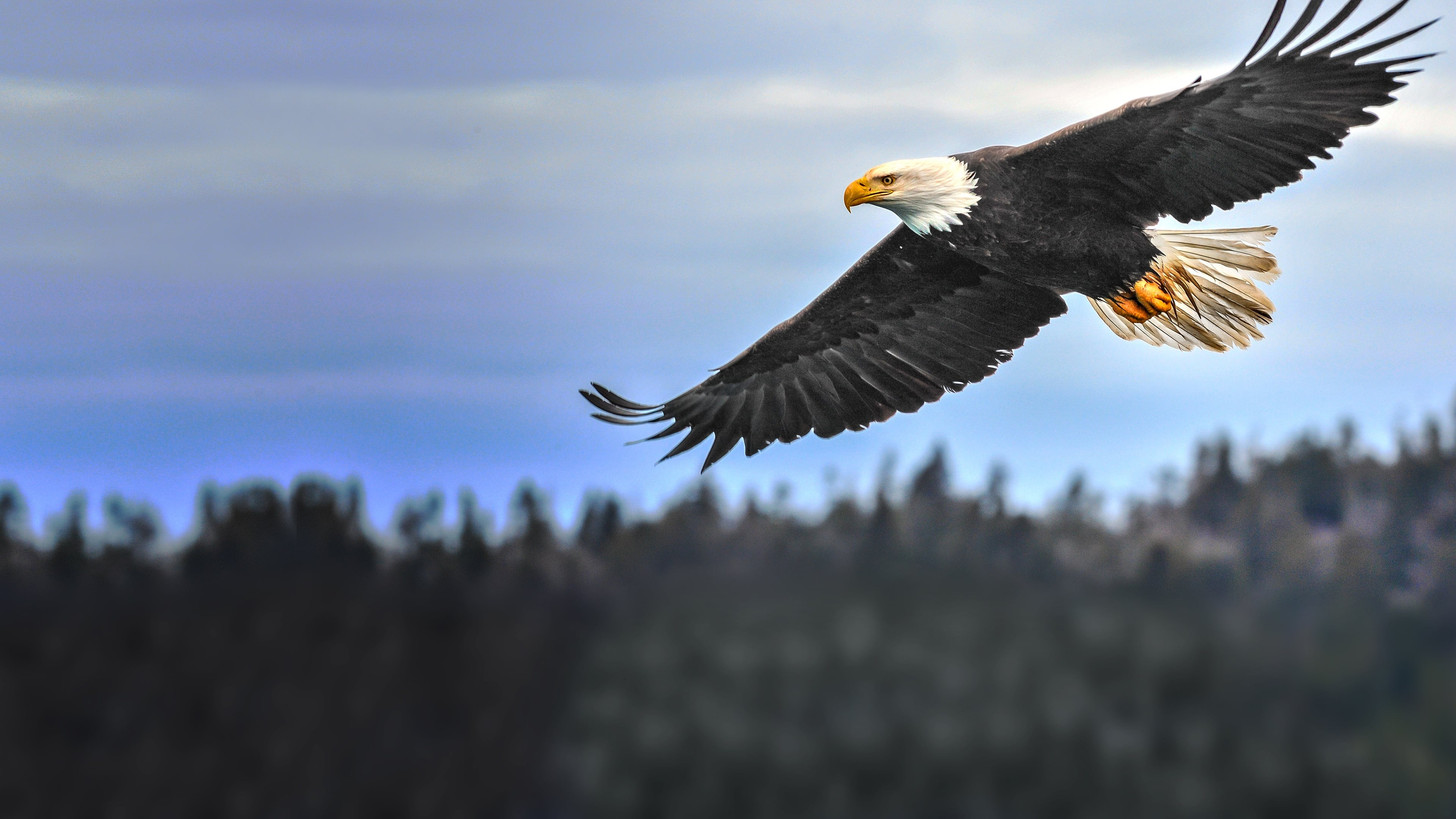 America's Greatest Animals