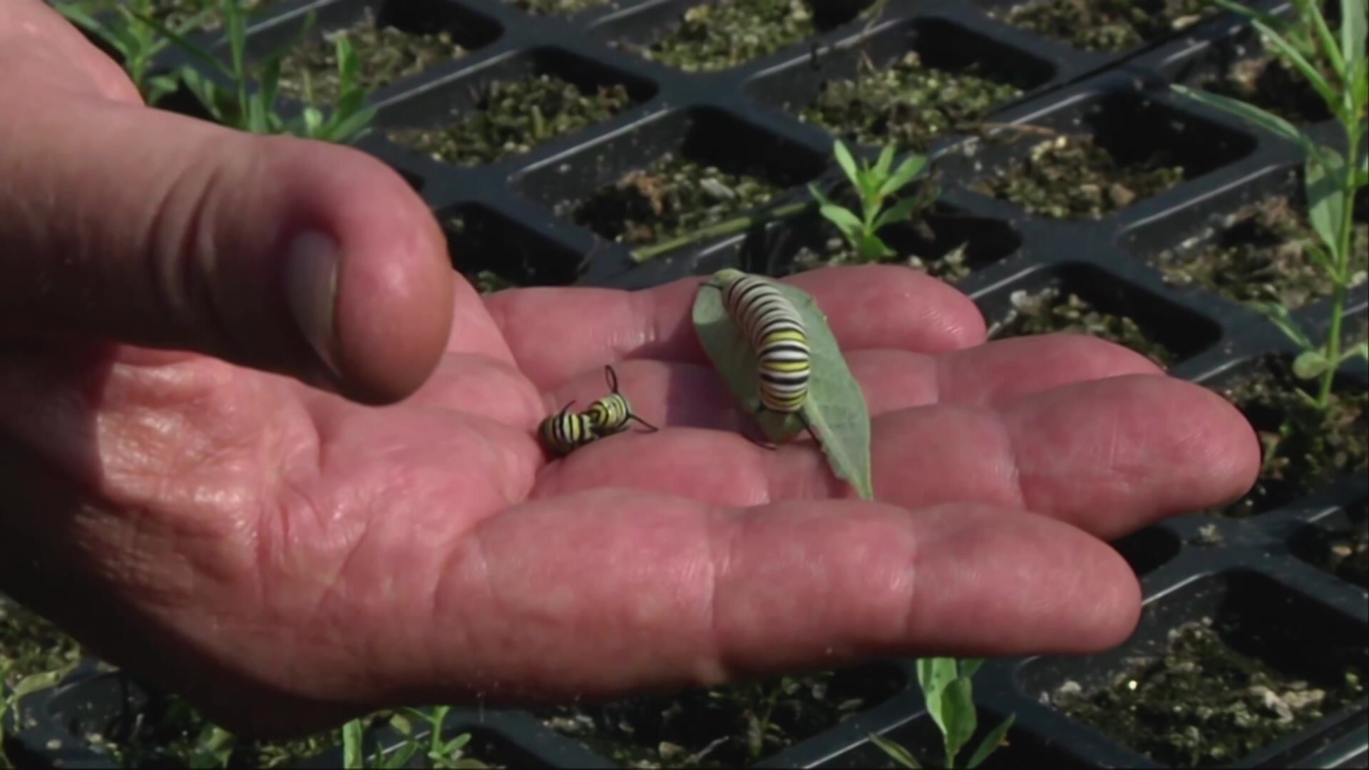 5. The Butterfly Keeper