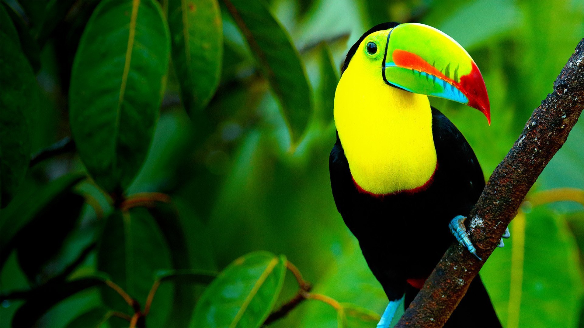 Untamed Costa Rica