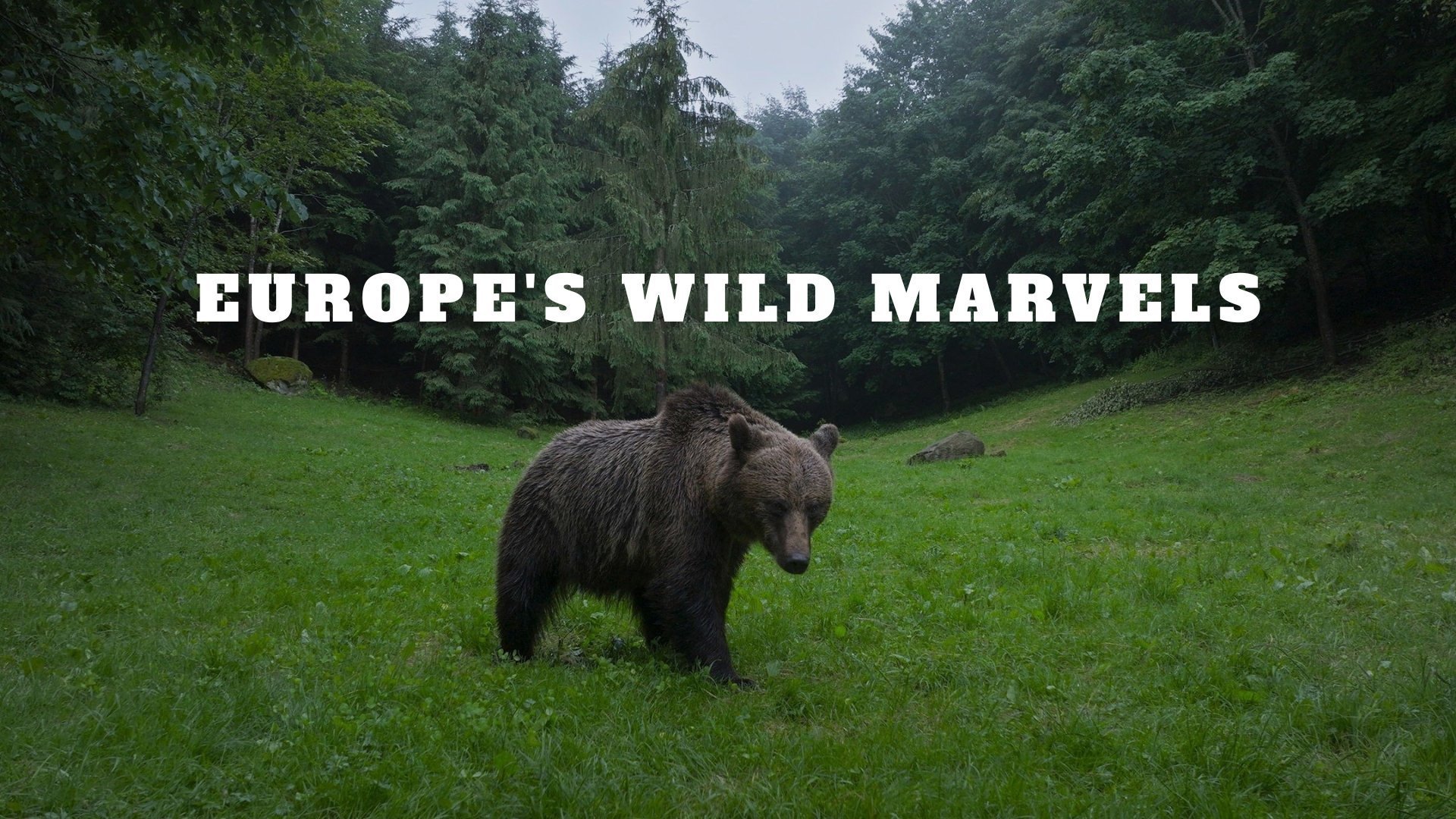 Europe's Wild Marvels