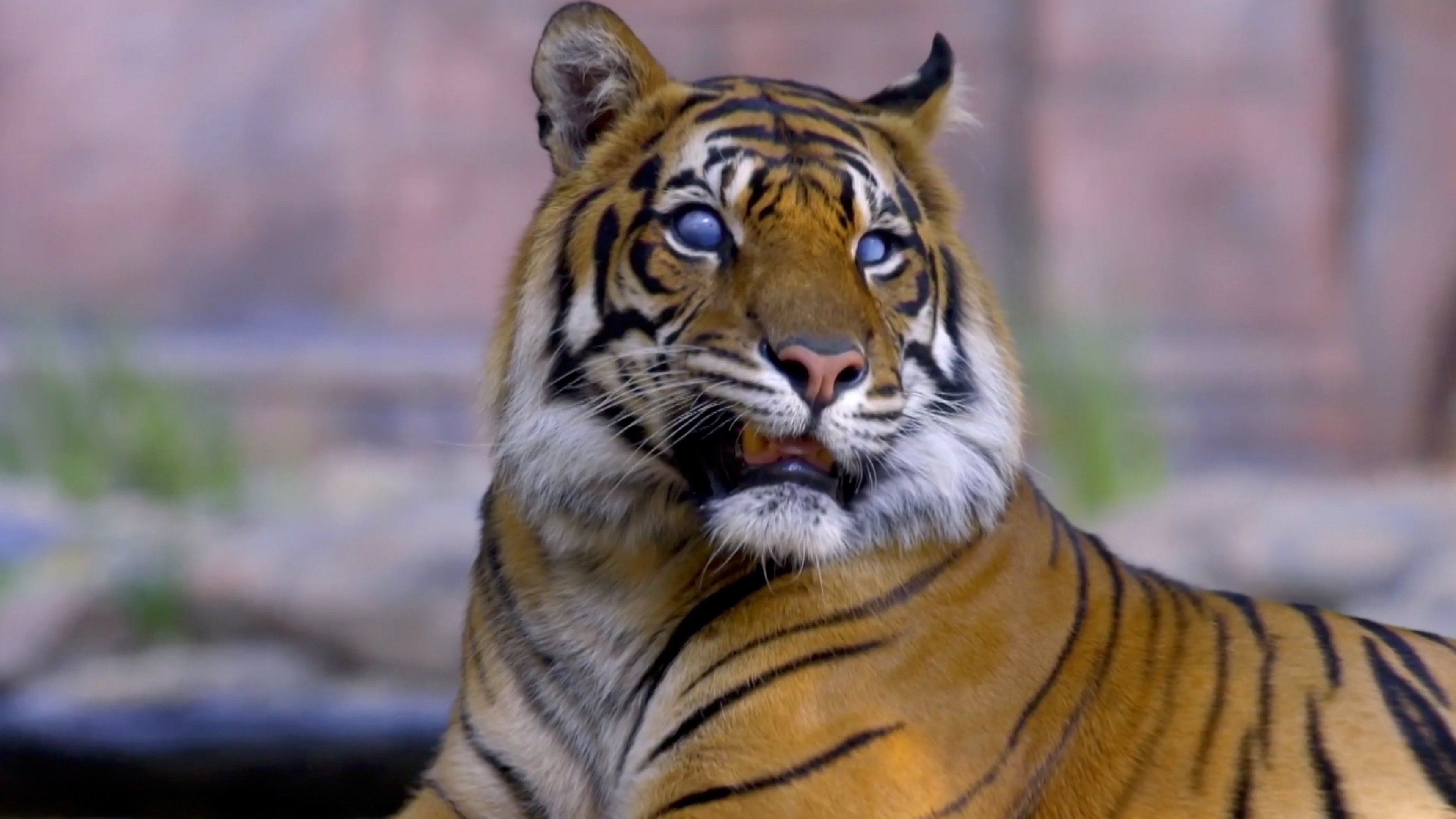 2. Tiger Eyes