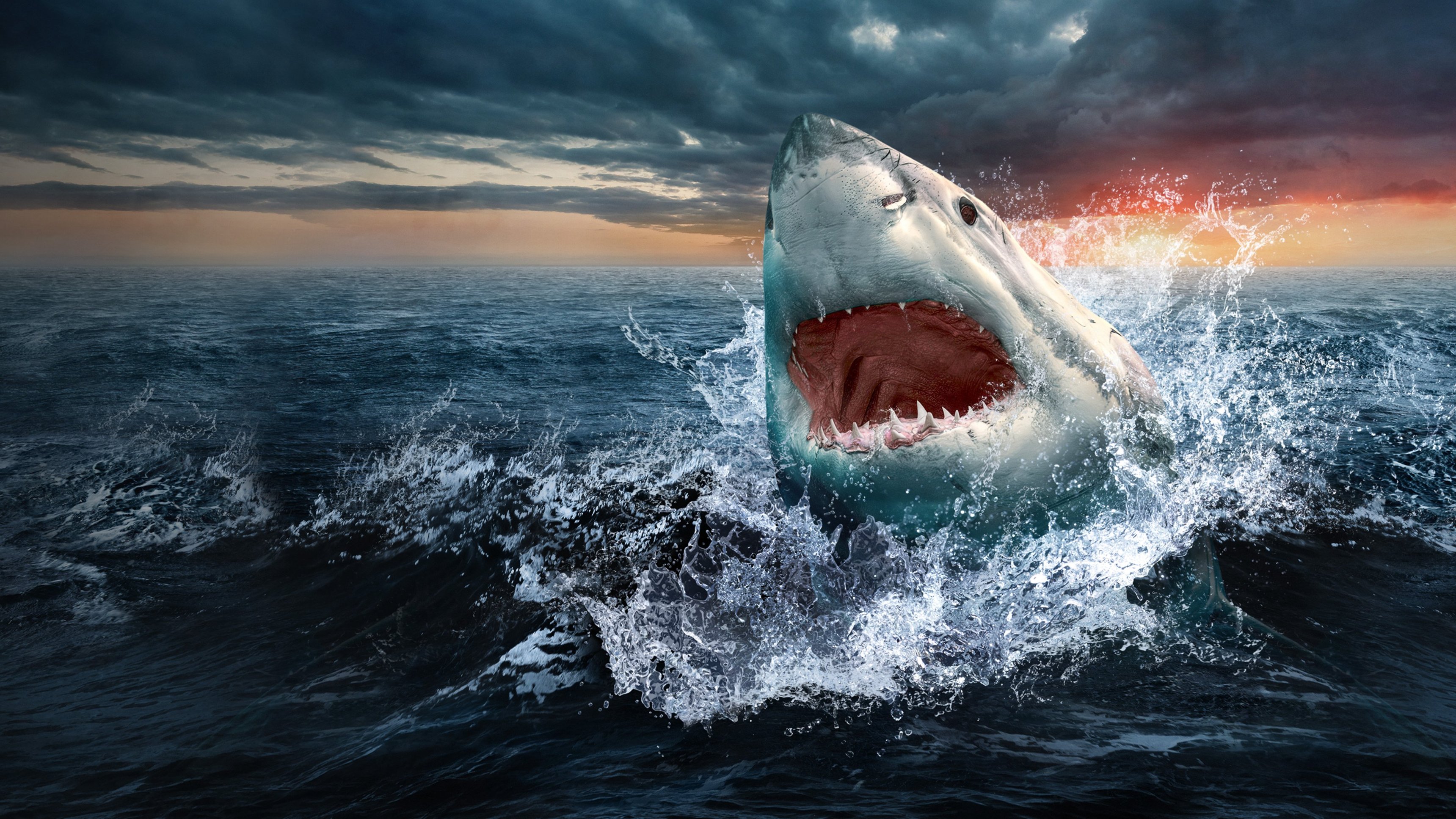 Great White Battleground