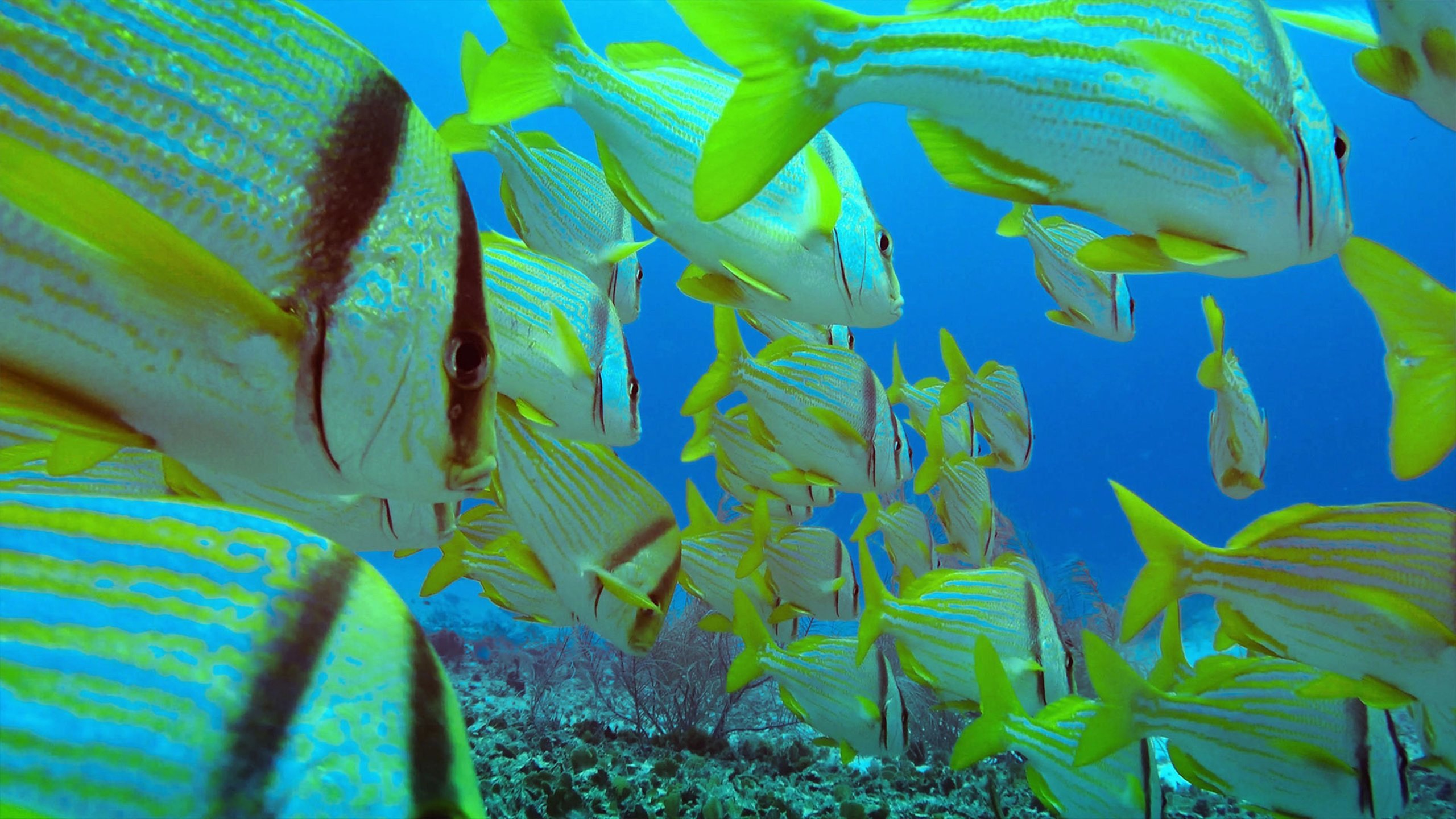 Red Sea