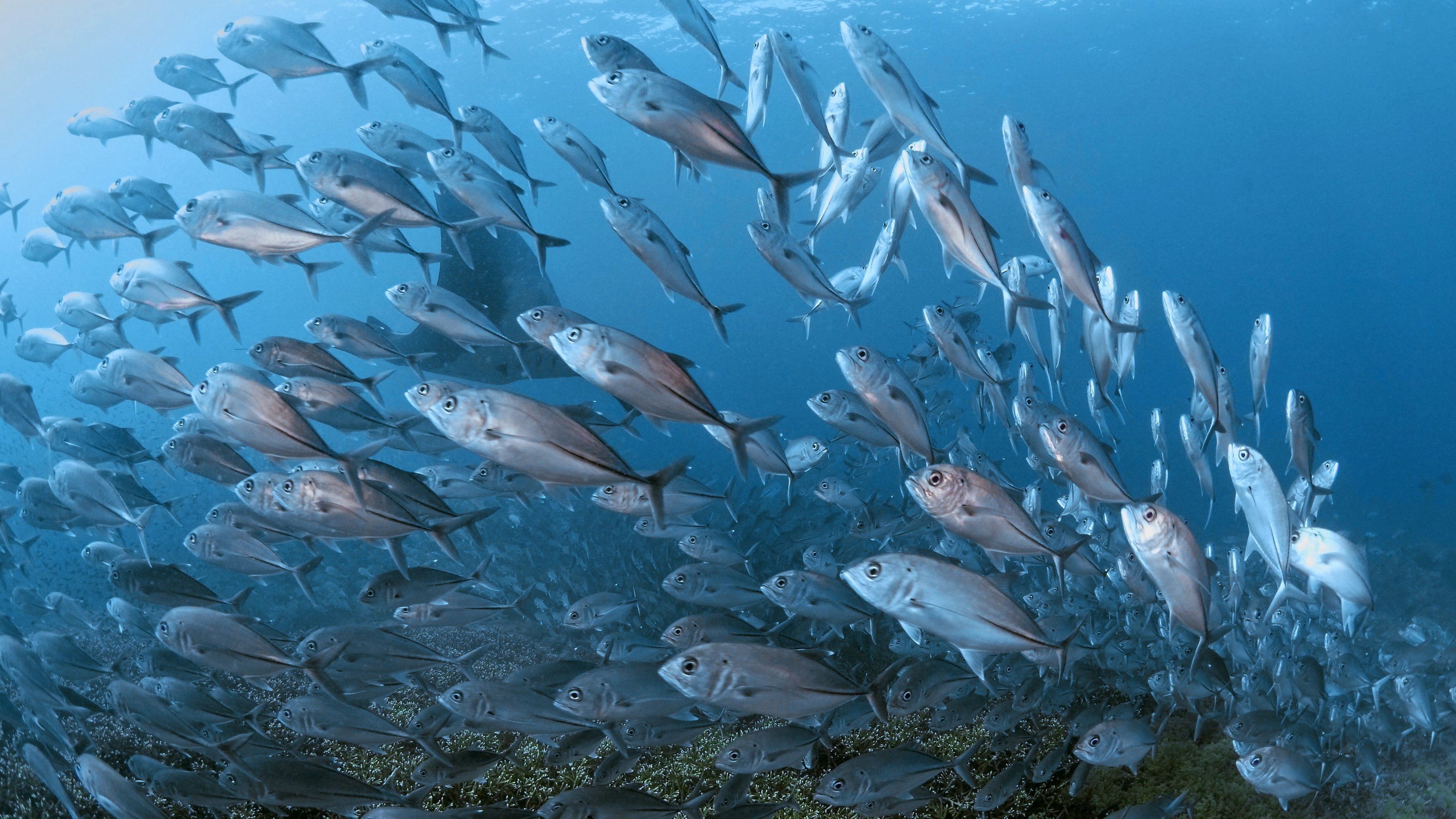 1. De glömda öarna