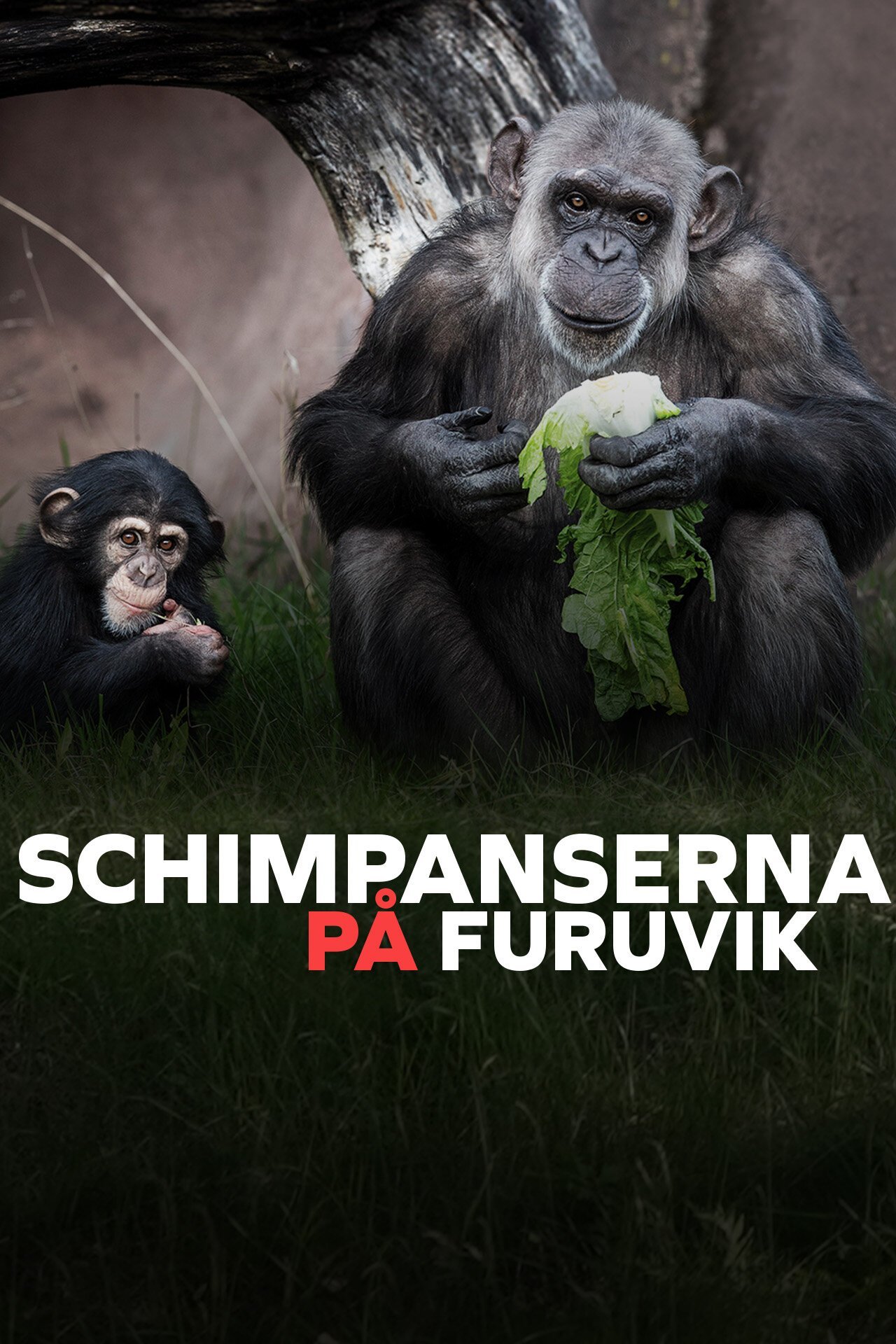 Schimpanserna på Furuvik