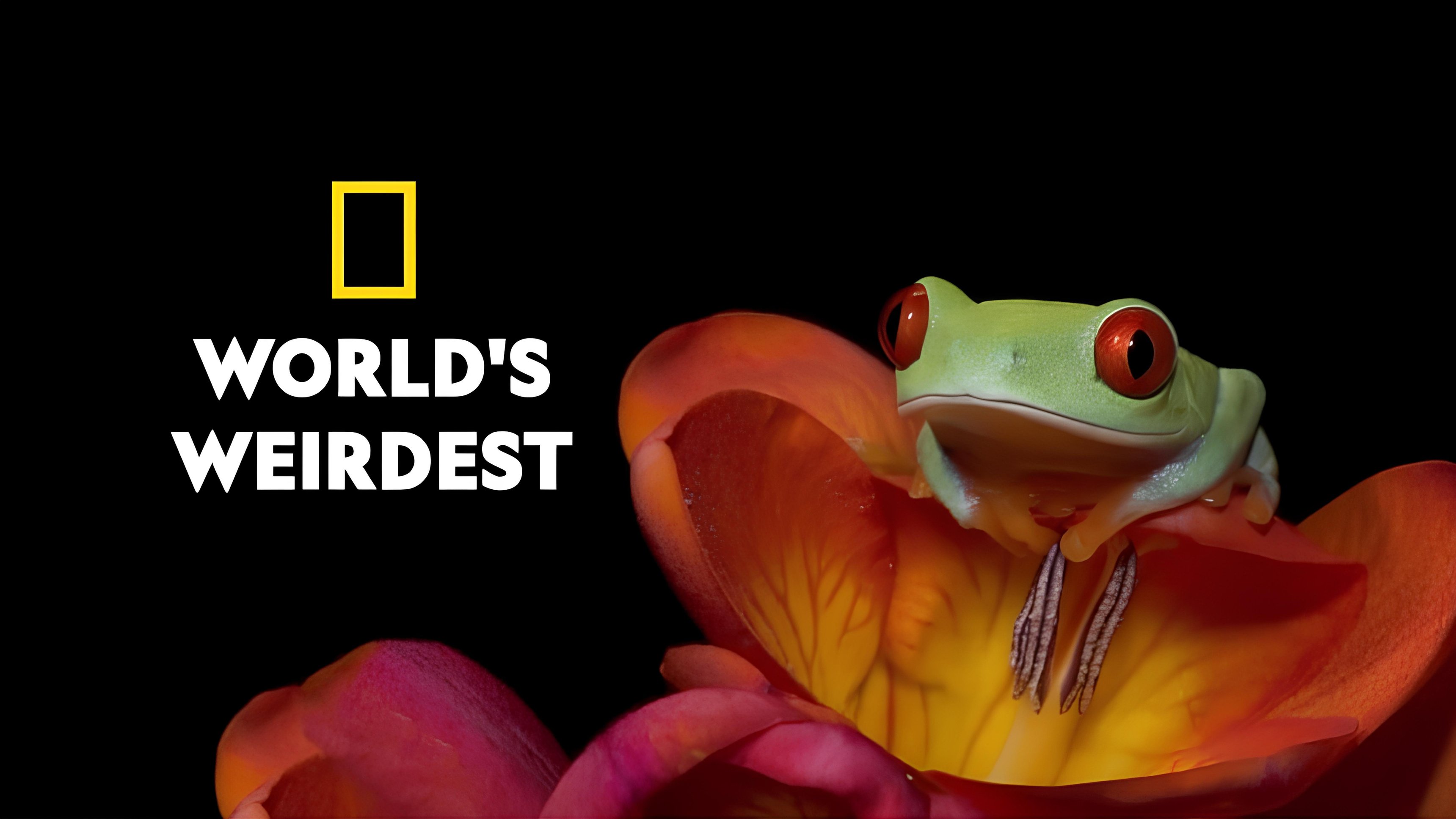 Världens märkligaste djurhjärnor