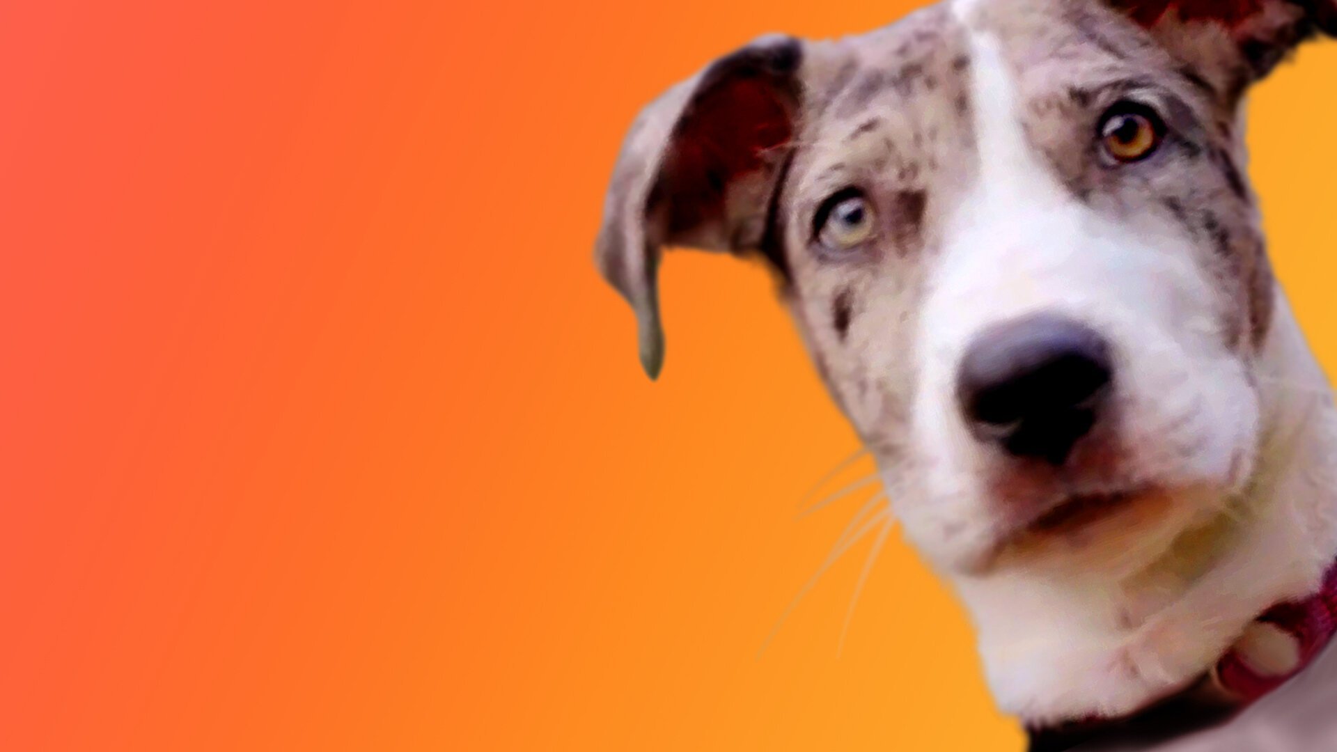 Första hunddejten: Australien