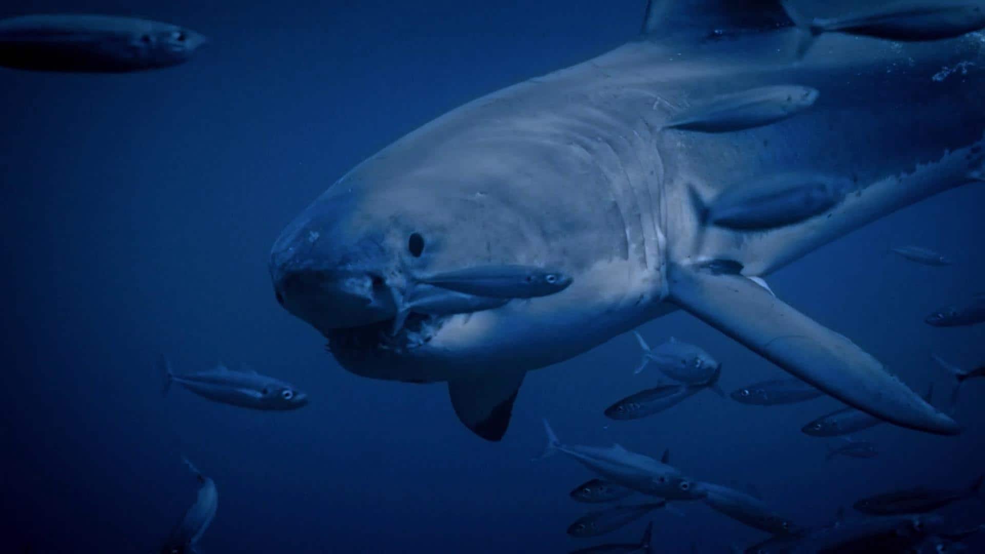 5. Den gigantiska mördarhajens hemligheter
