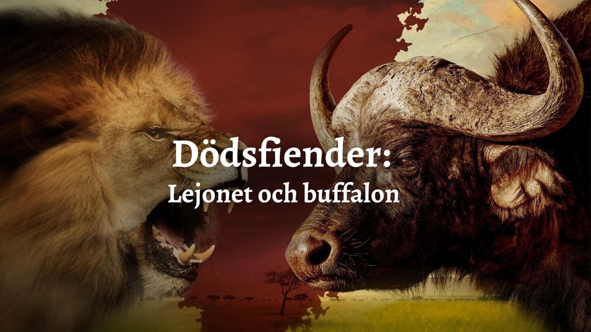 Dödsfiender: Lejonet och buffalon