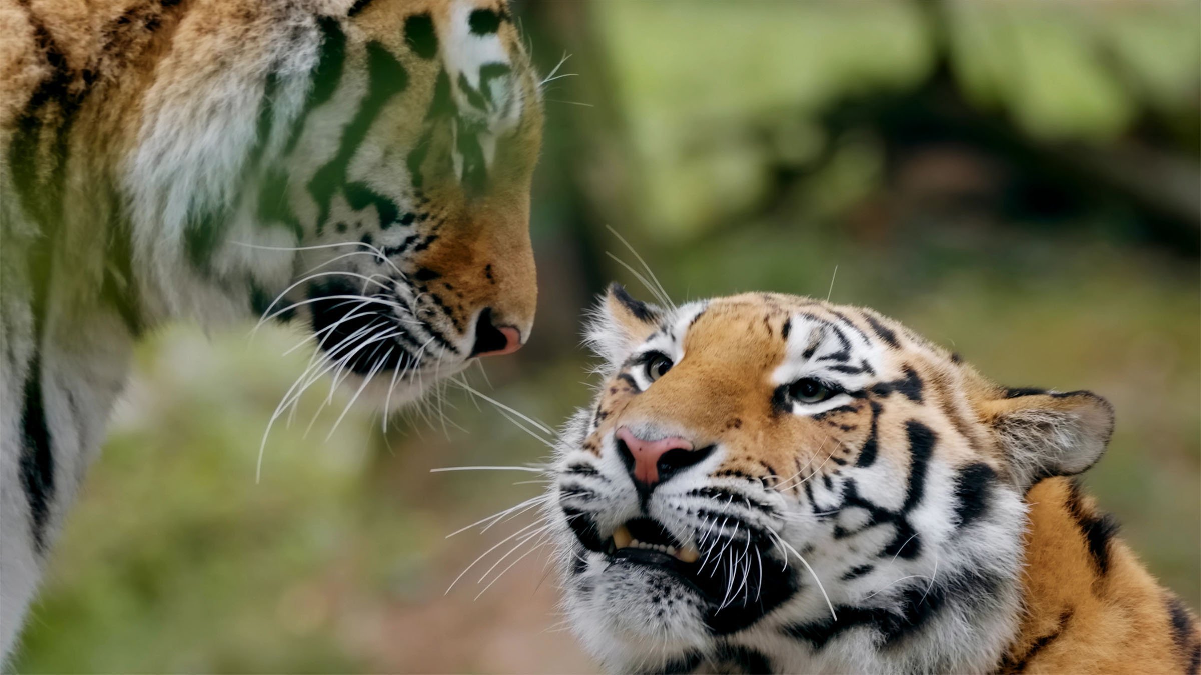 Amurtigern