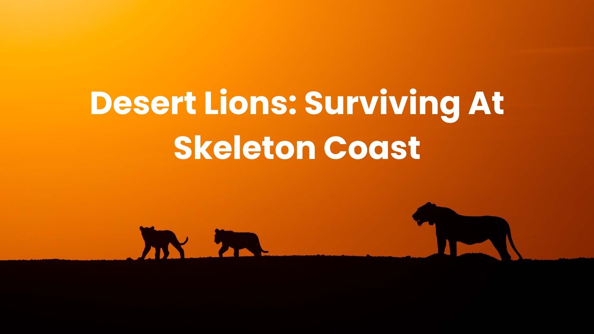 Desert Lions: Surviving At Skeleton Coast