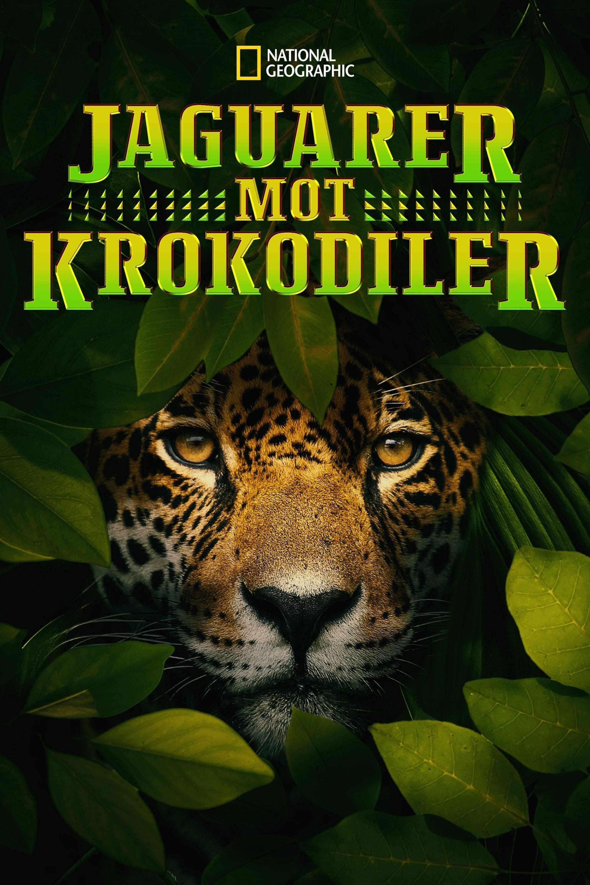Jaguarer mot krokodiler