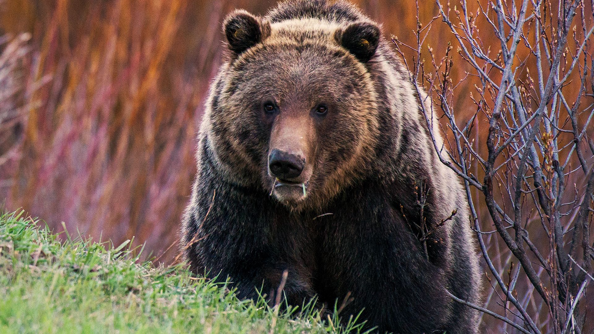 Det vilda Yellowstone