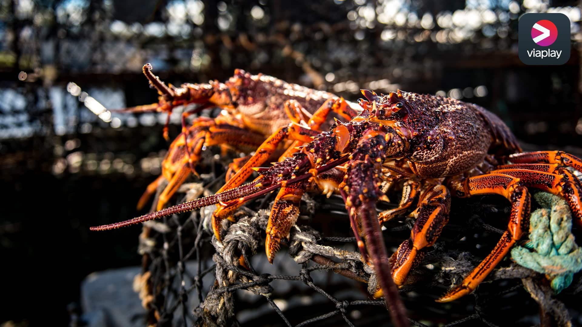 Hummerfiskarna i Australien